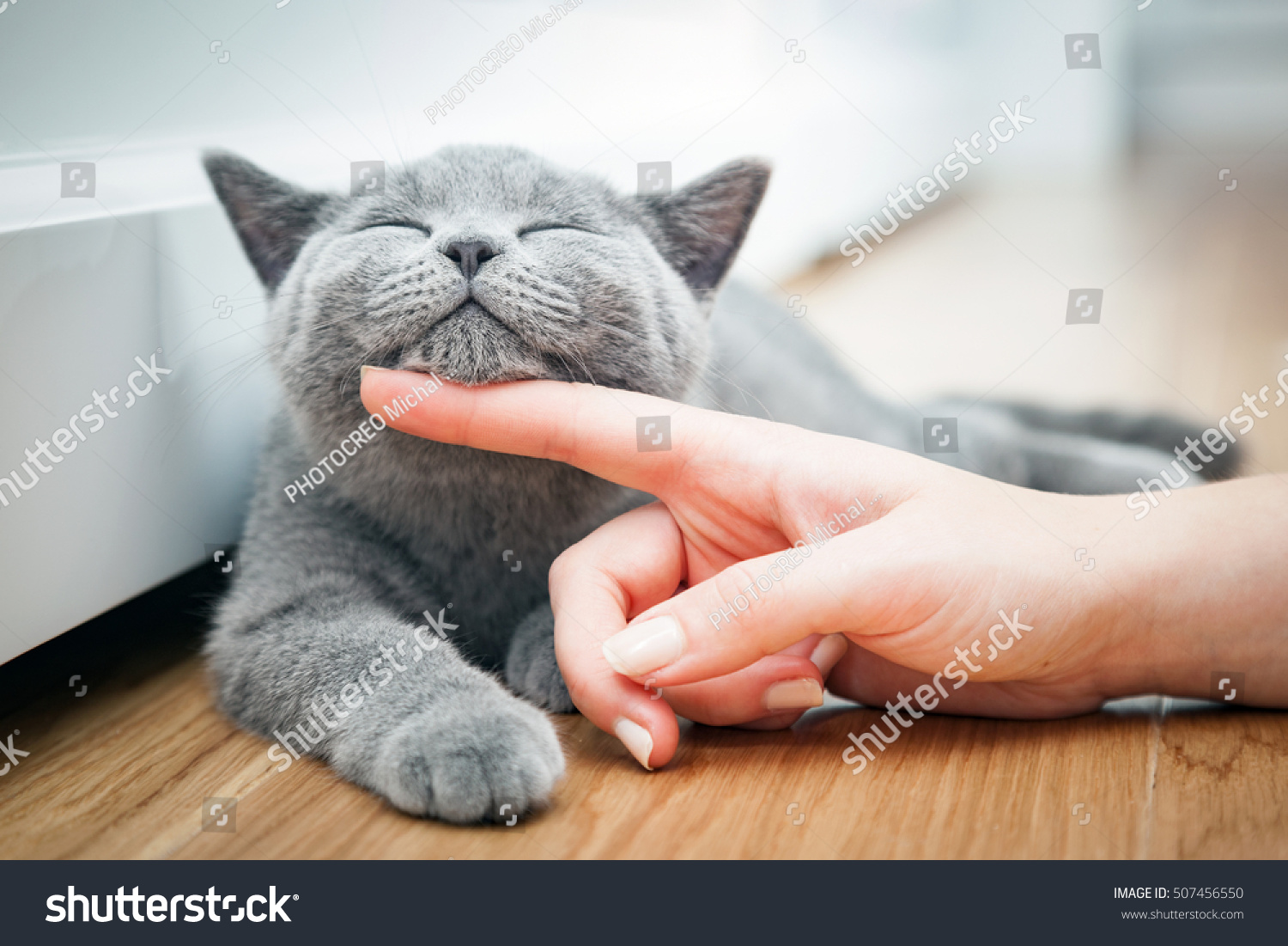Happy kitten likes being stroked by woman's hand. The British Shorthair