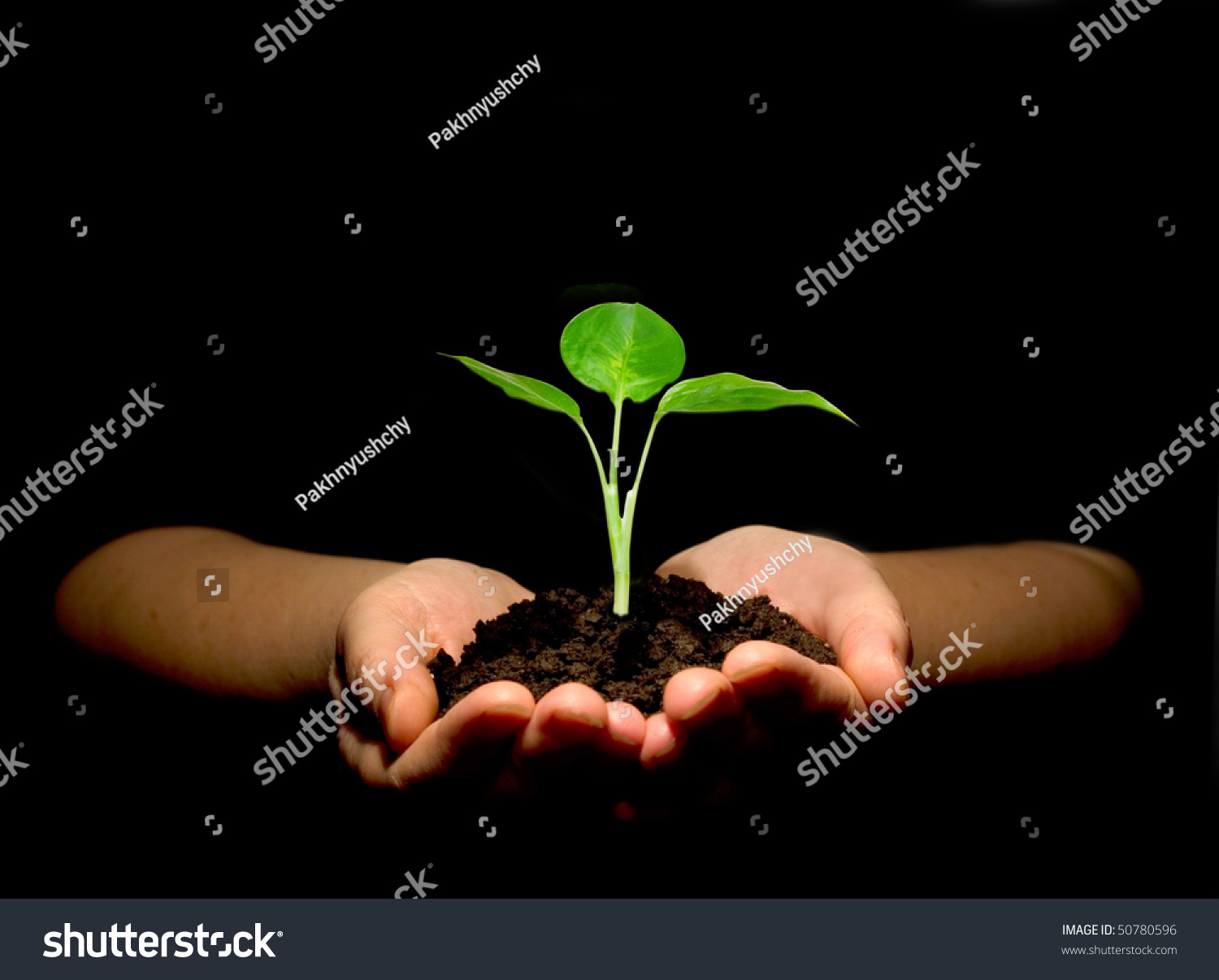  plant in hands