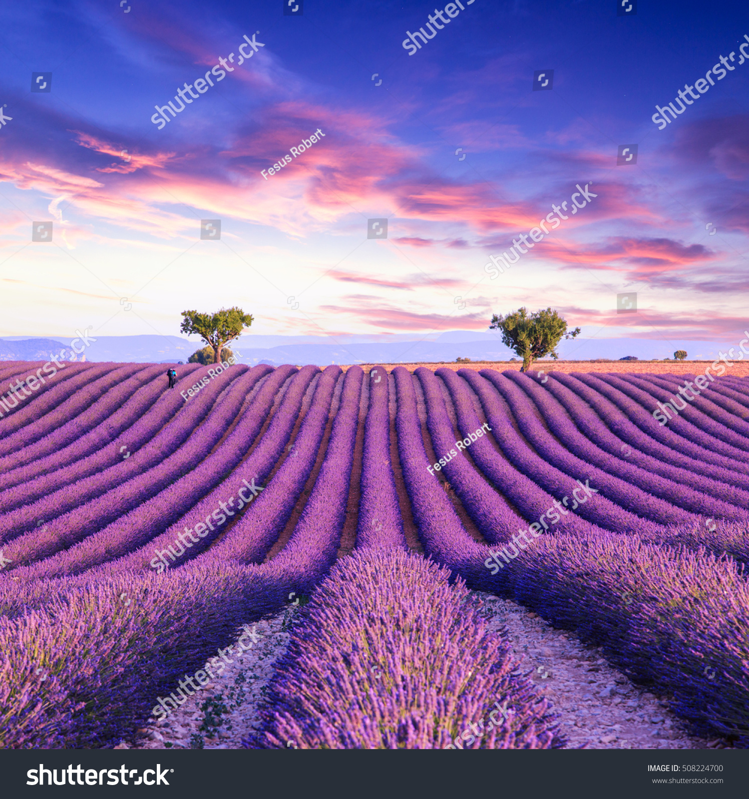 Lavender field summer sunset landscape with two tree near Valensole.Provence France