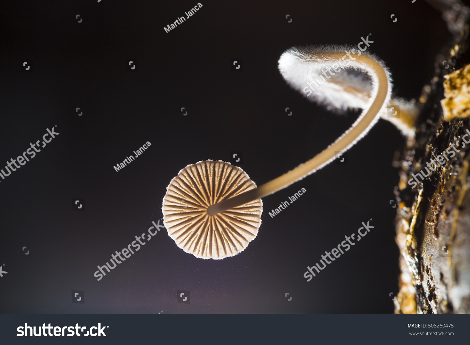 Small fungus with flying spores growing on the dead wood in darkness of underground. Creative light macro photography on black background.