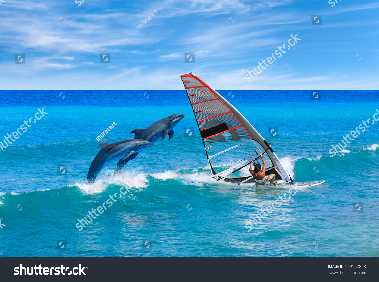 Windsurfing and dolphin