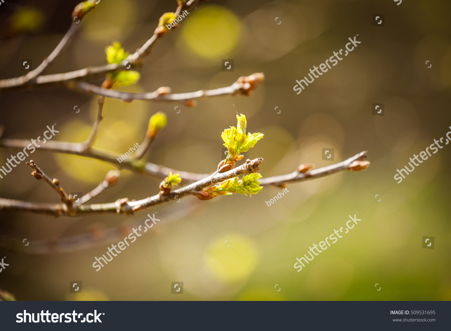 The first spring gentle leaves buds and branches macro background young branches with leaves and buds First sprout on tree branch. Nature awakening in spring. Horizontal view.