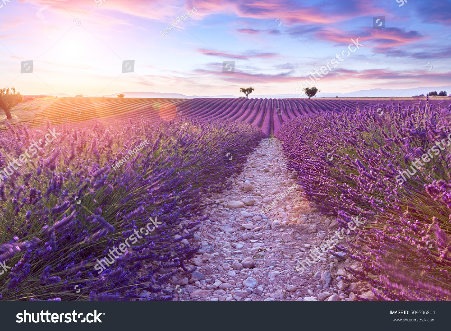 Lavender field summer sunset landscape near Valensole.Provence France