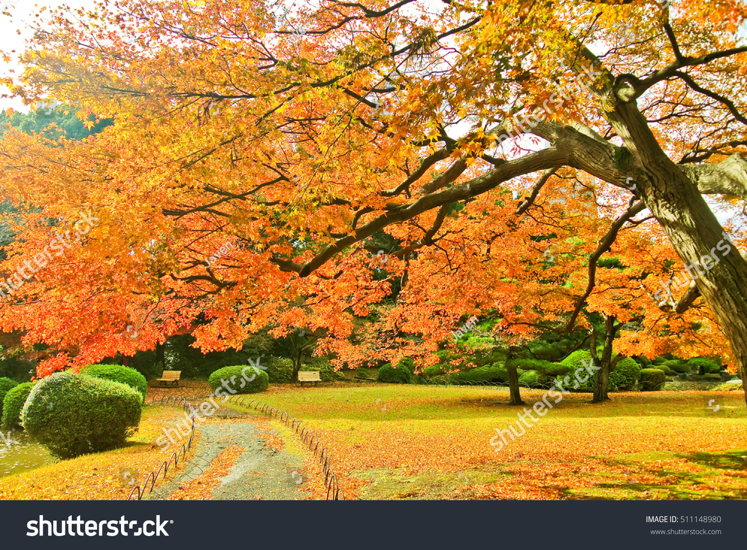 View of the park in autumn in Tokyo  Japan.