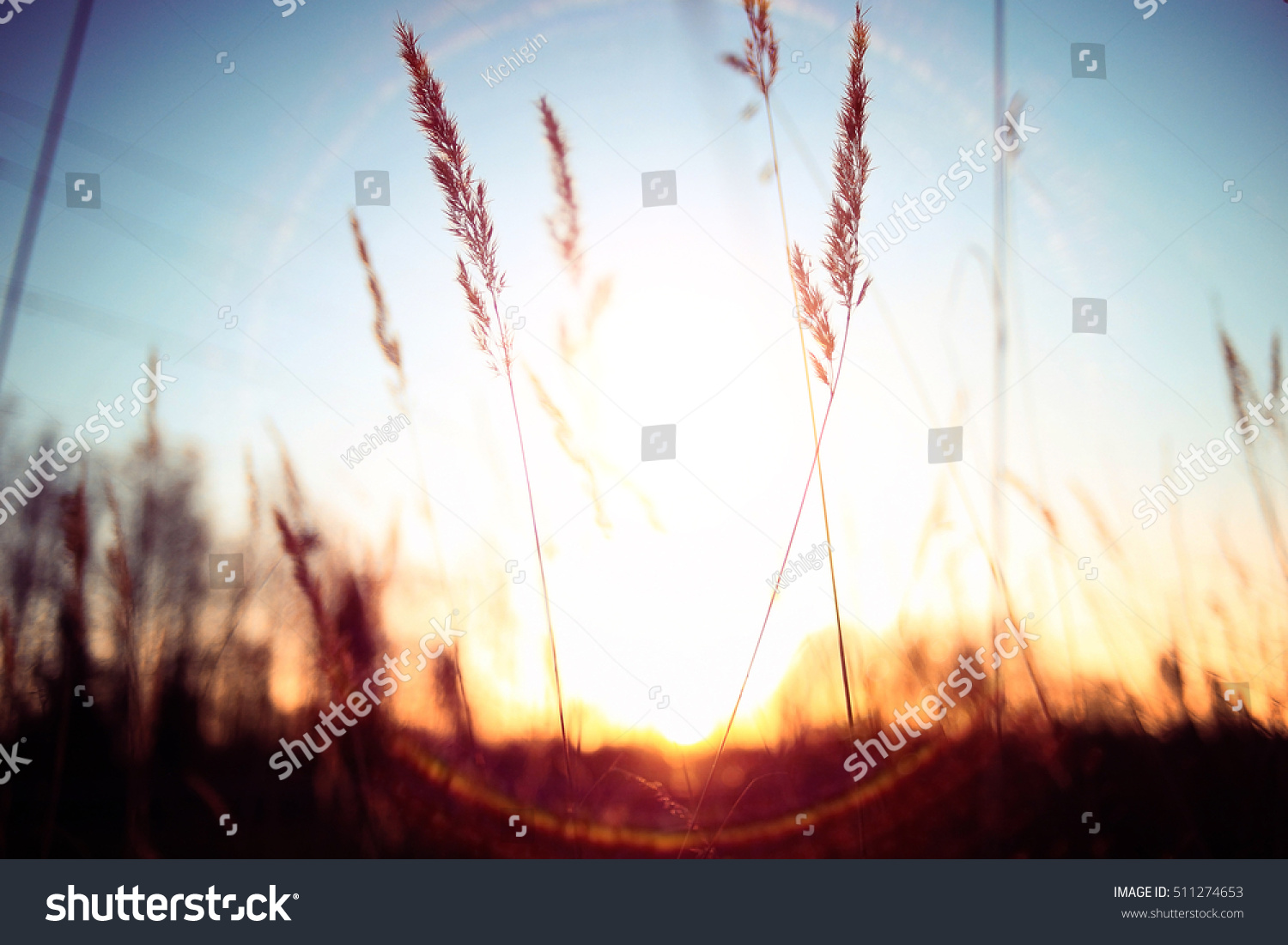 cute autumn background blur dry grass and twigs sunlight