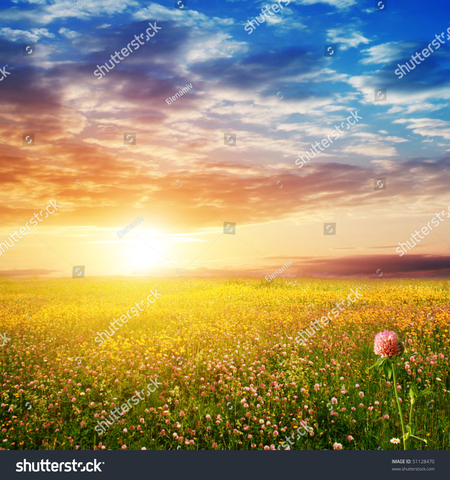 Clover field at sunset.