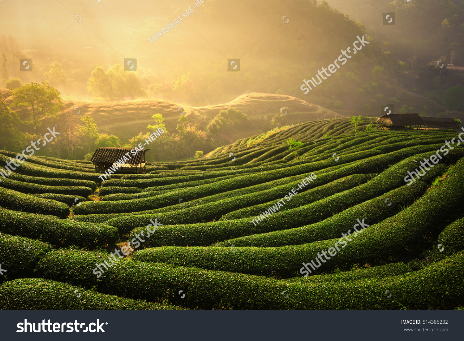 The tea plantations background   Tea plantations in morning light