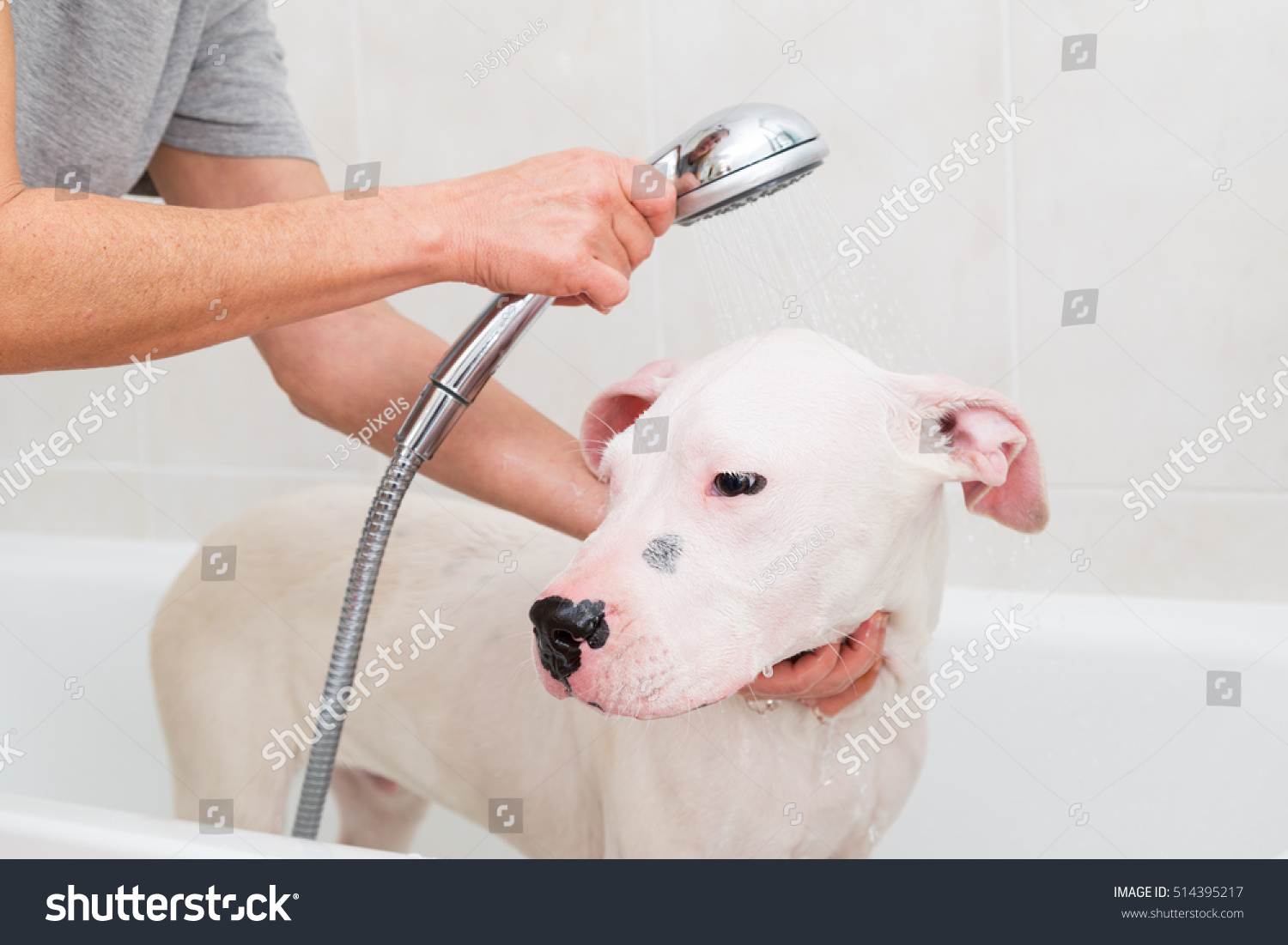 Bubble Bath a lovely dog dogo argentino