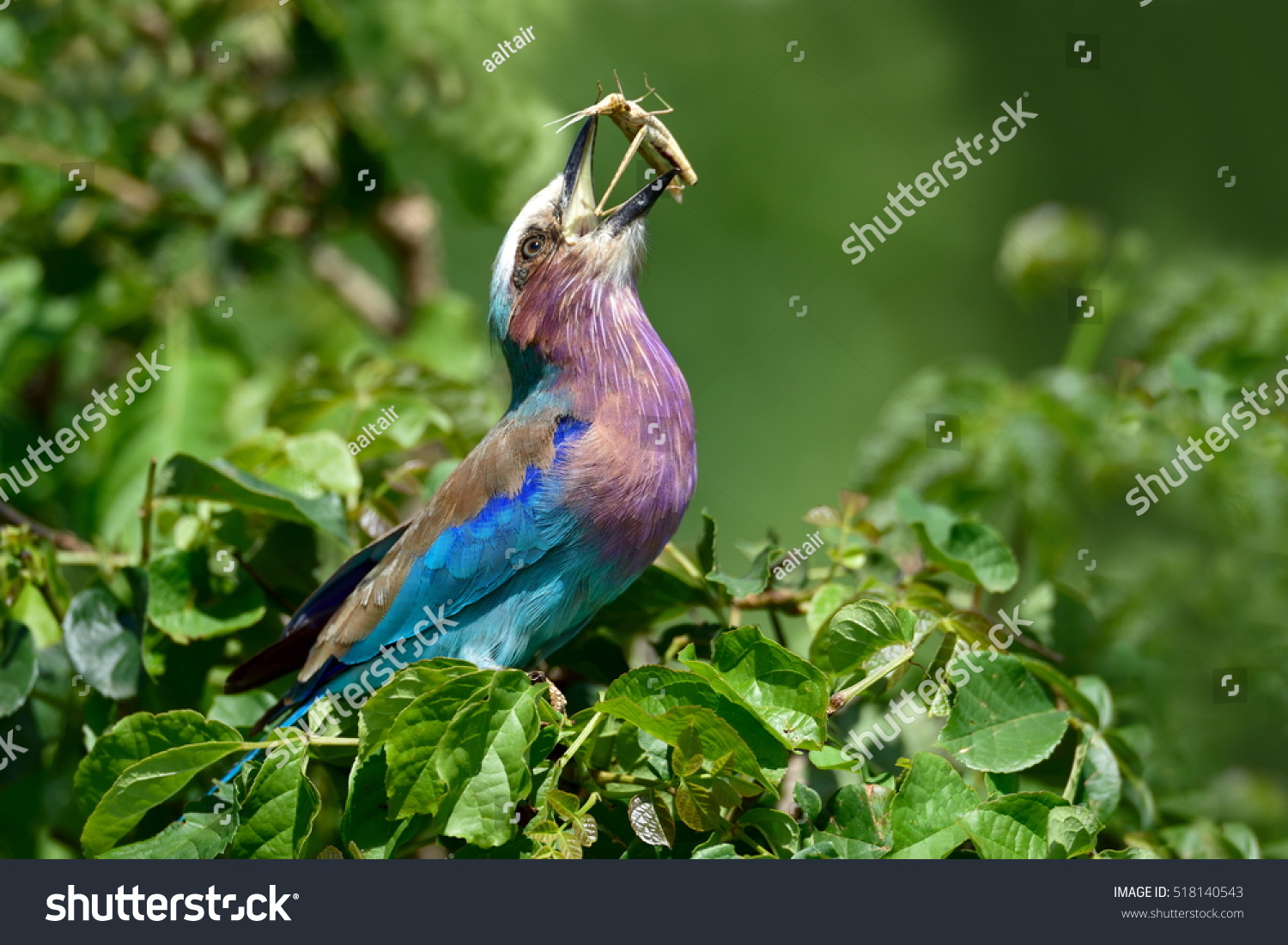 Lilac-breasted Roller (Coracias caudata) with catch 