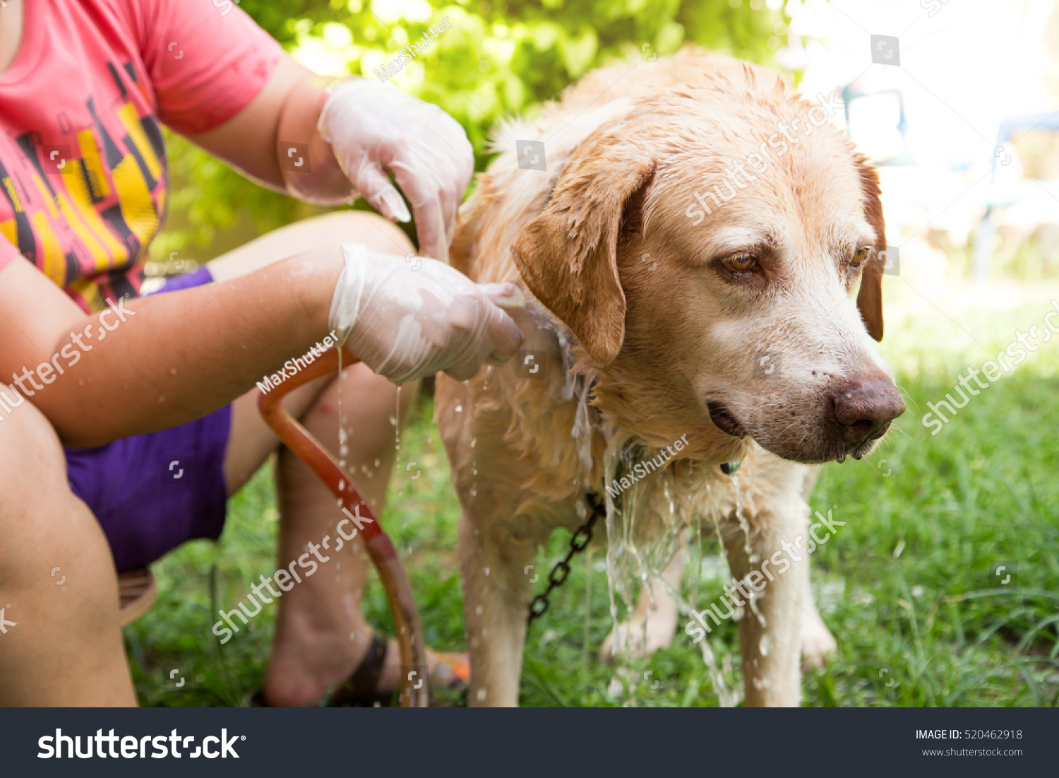 dog  labrador retriever bathing relax outdoor