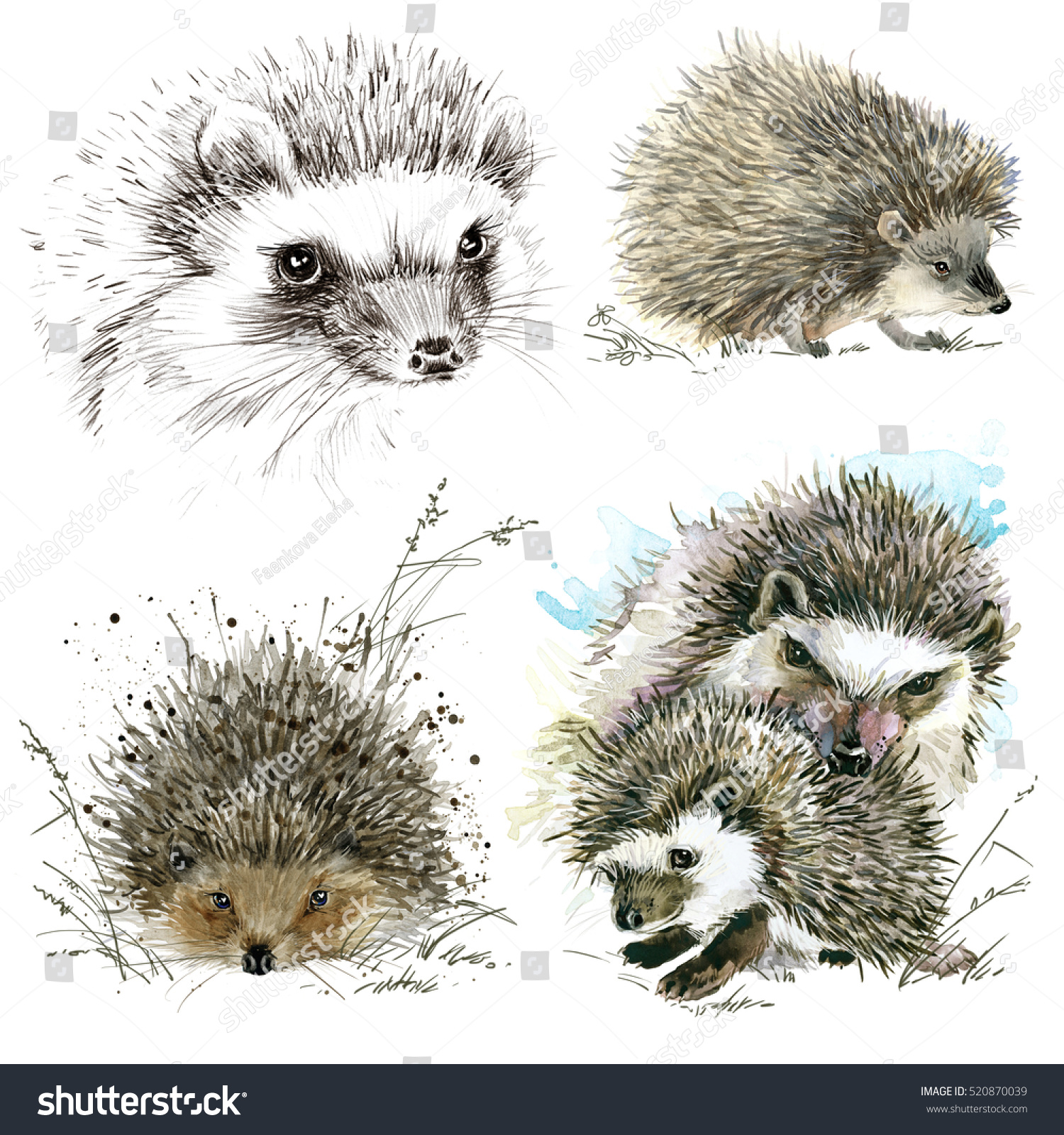hedgehog watercolor illustration.