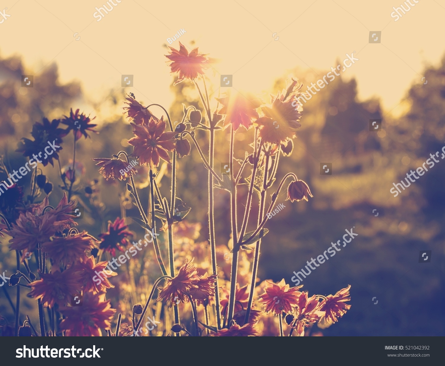 Aquilegia 'Nora Barlow' flowers backlight of evening sun. To a photo color toning is applied