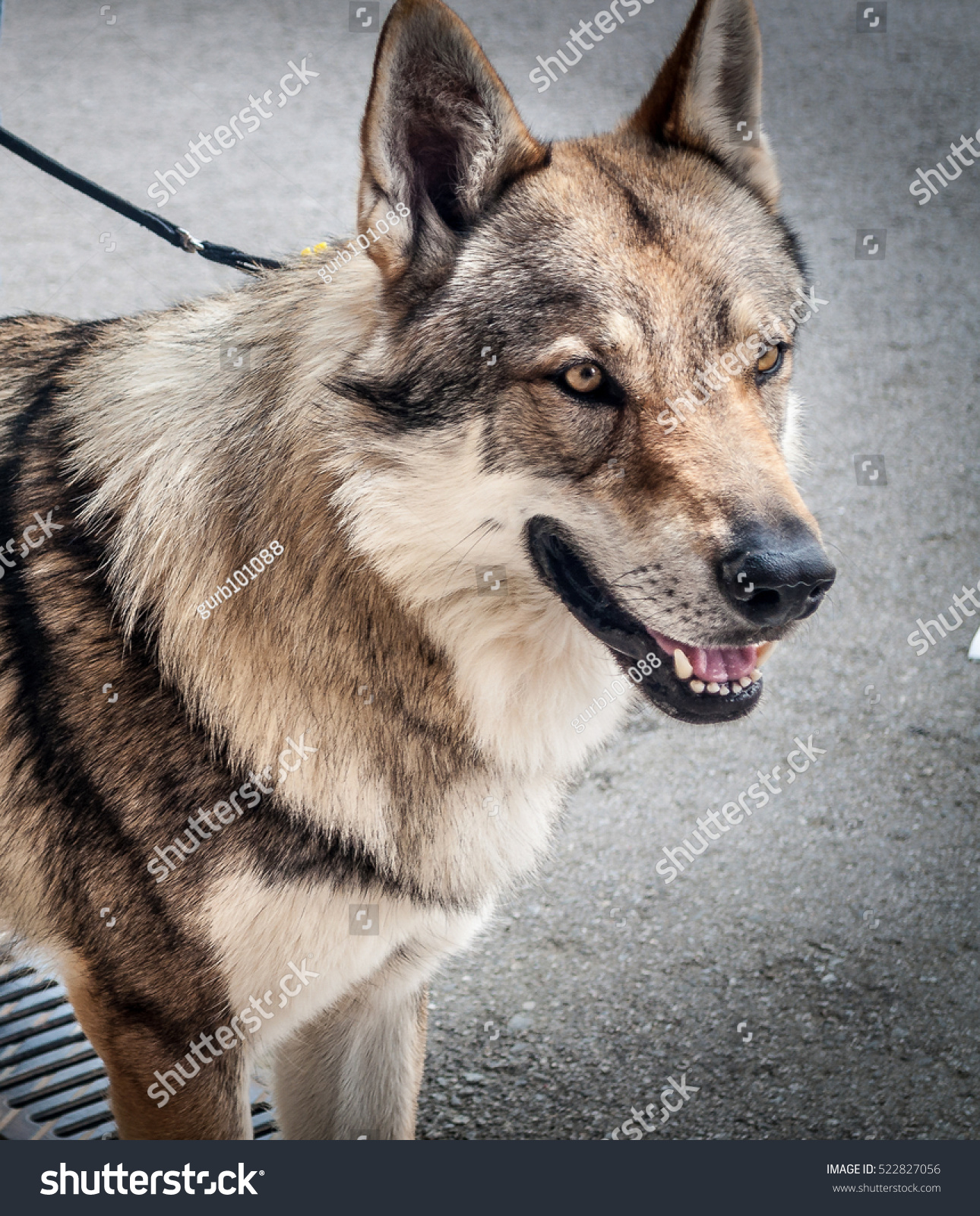 german shepherd dog head