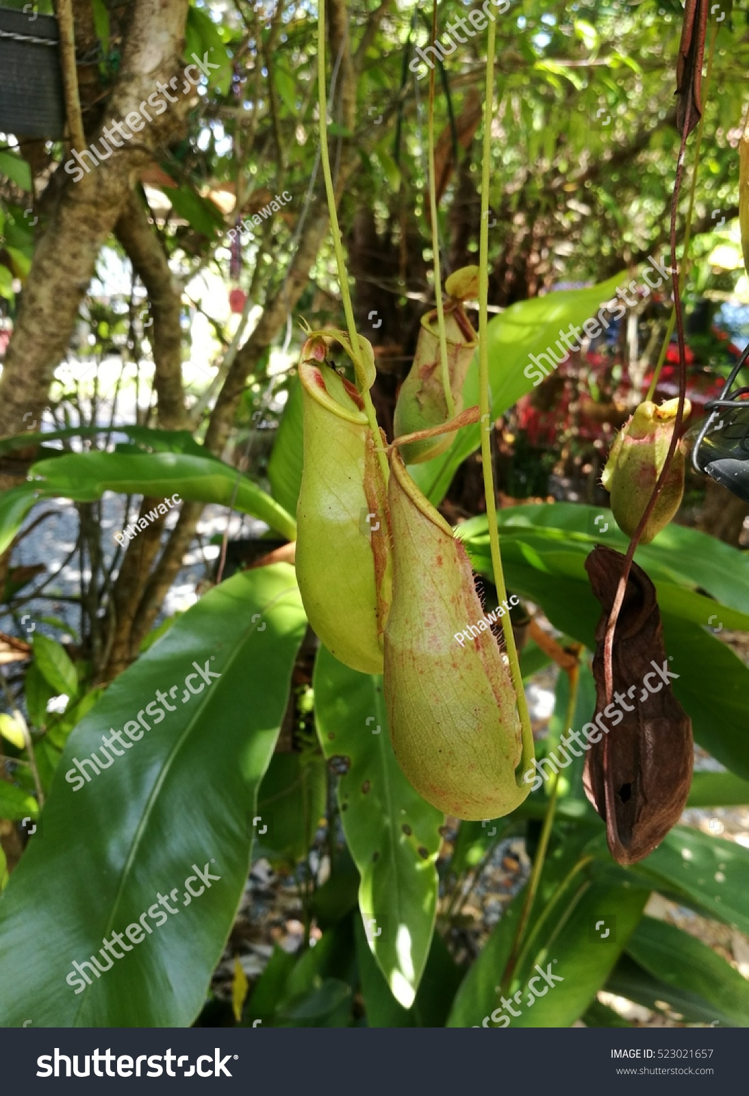 tropical pitcher plant  insect eating plant