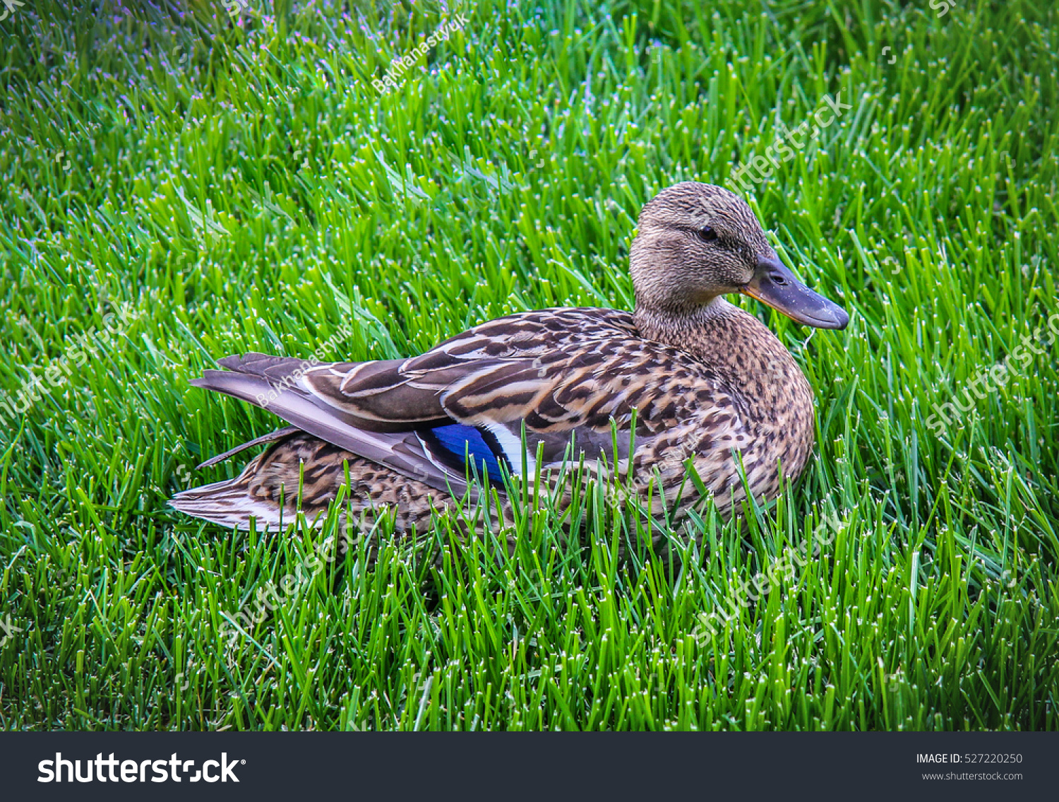 Duck _站酷海洛_正版图片_视频_字体_音乐素材交易平台_站酷旗下品牌
