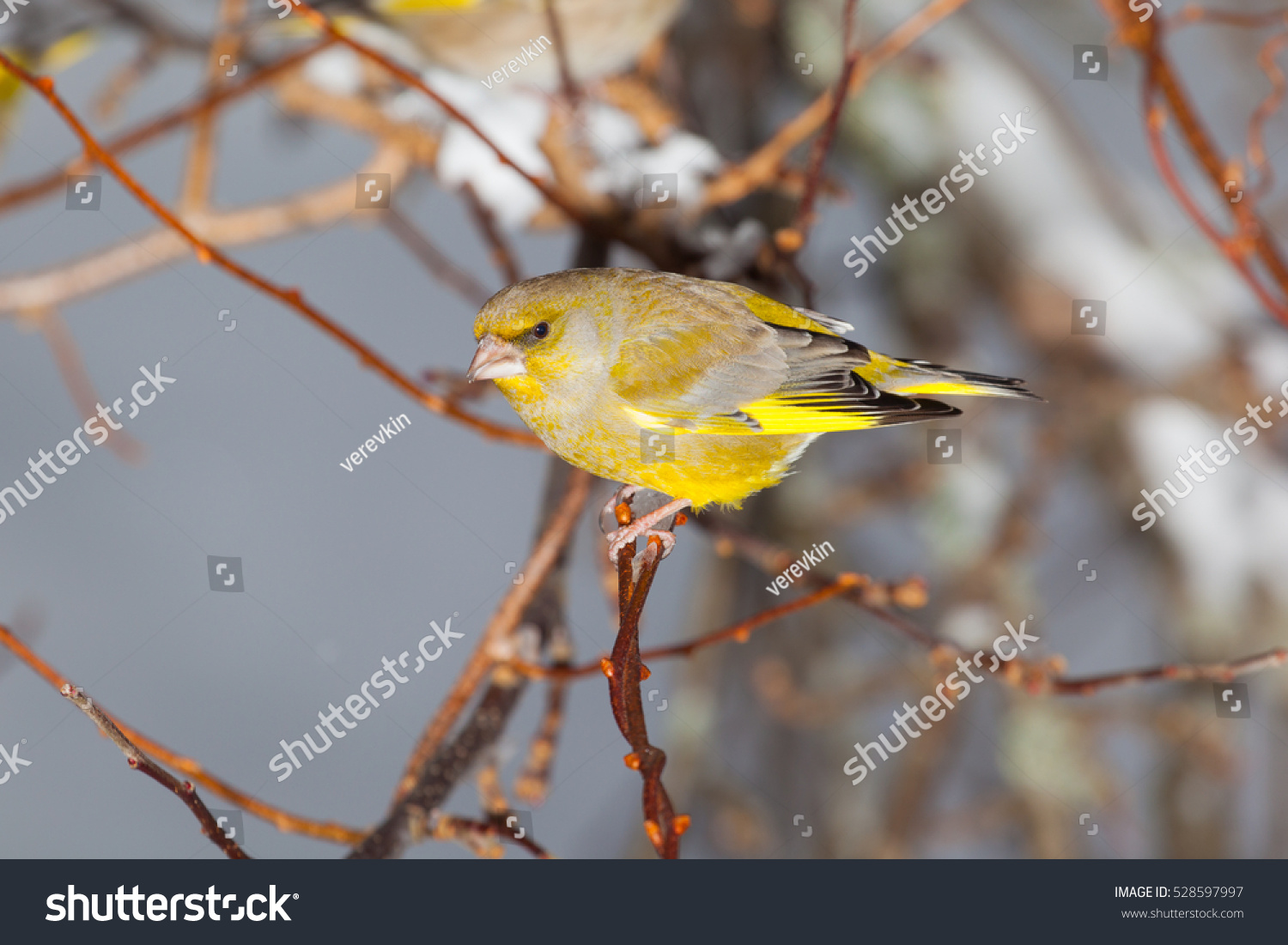 greenfinch on a branch.