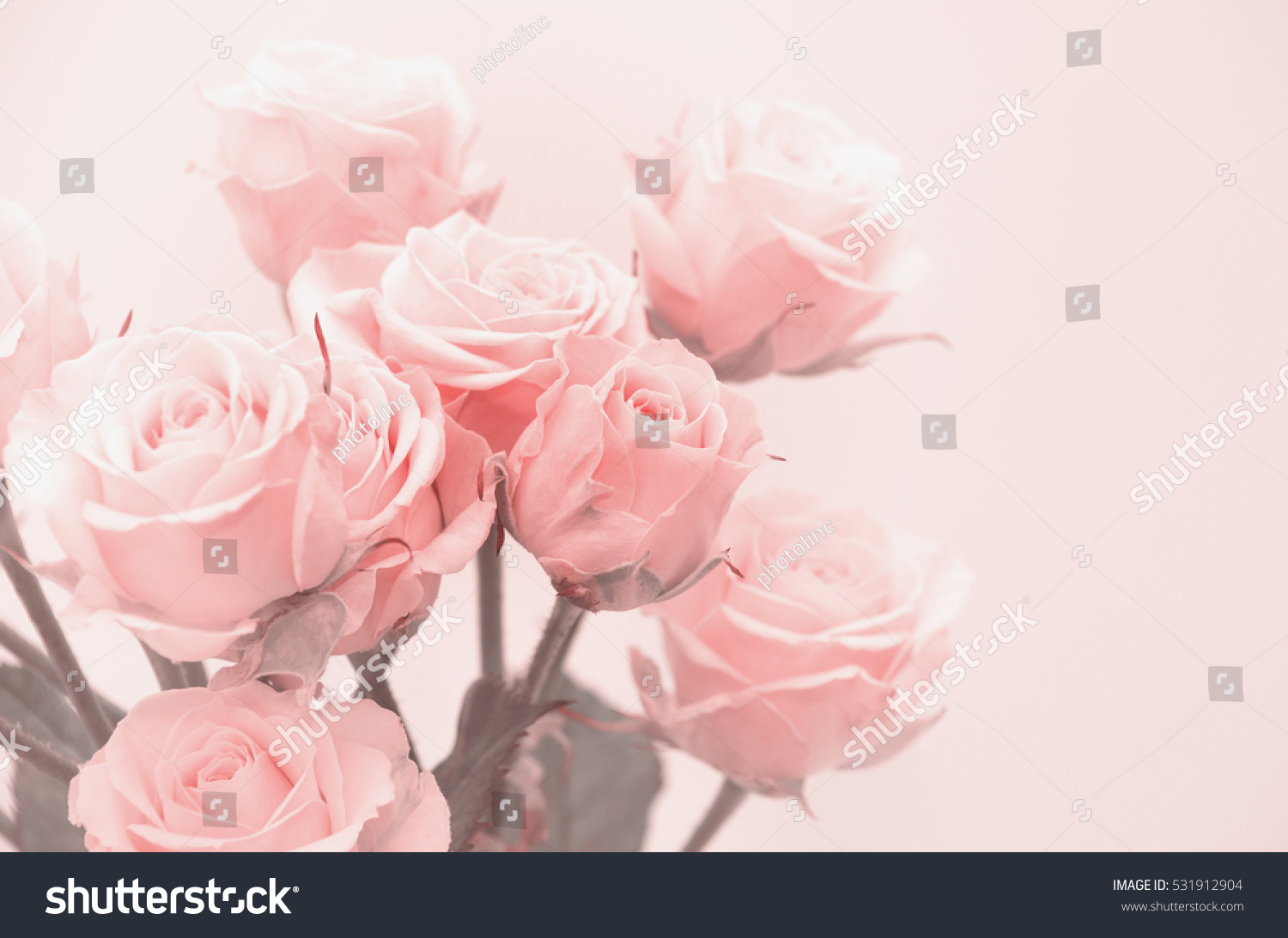 Pink roses close-up