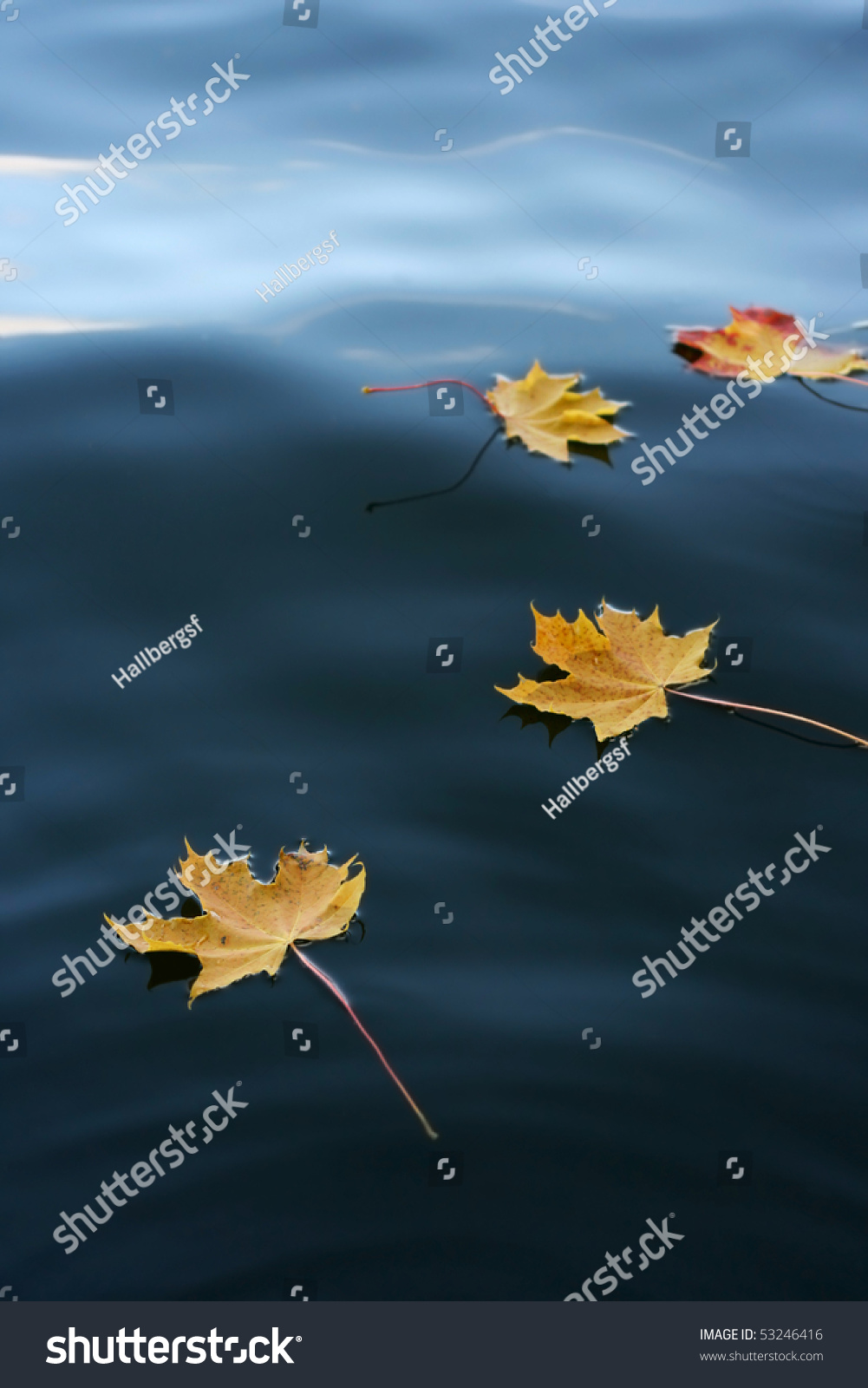 fallen maple leafs floats on a calm lake at autumn