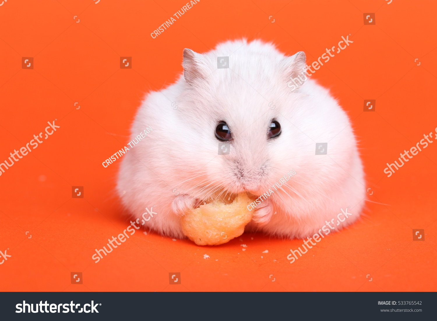 Cute funny hamster in studio  on orange background