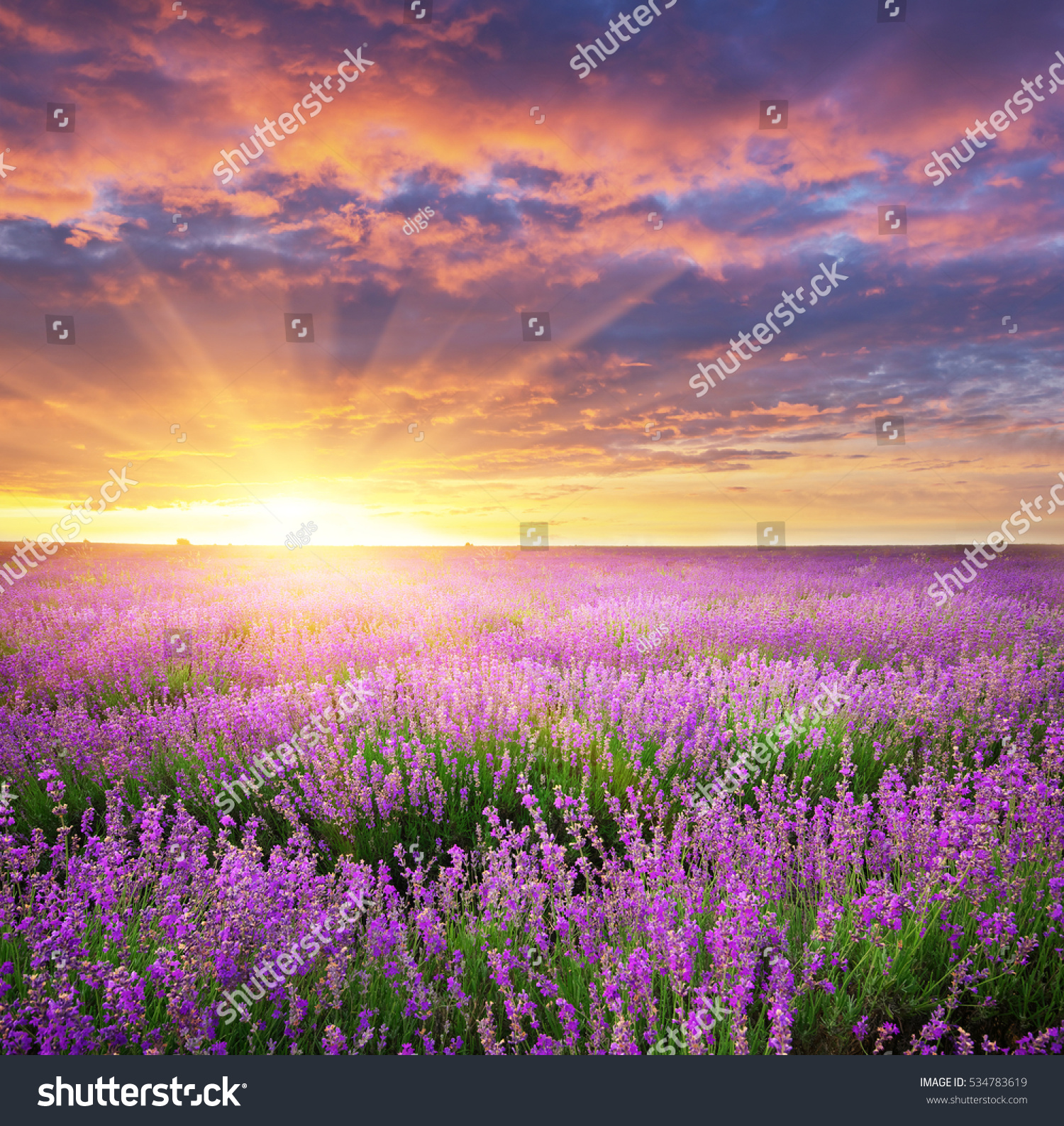 Meadow of lavender. Nature composition.