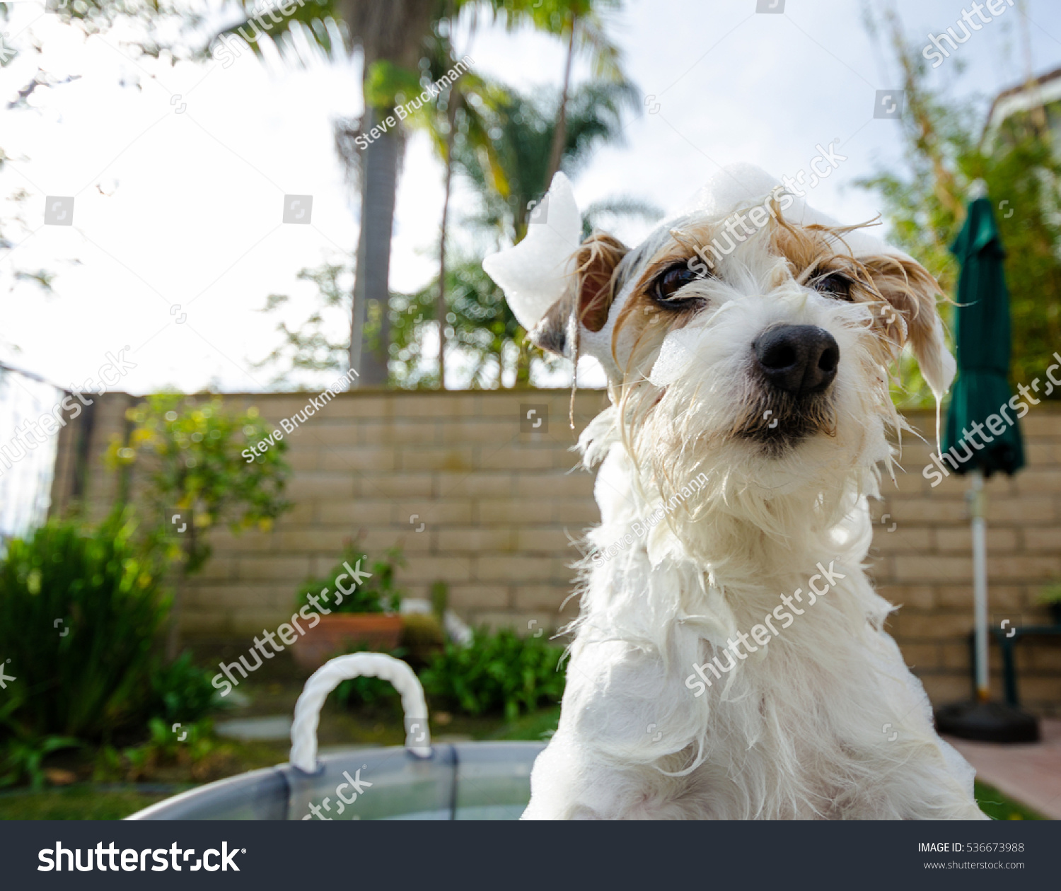 Adorable Jack Russell Terrier getting an unwelcome bath.