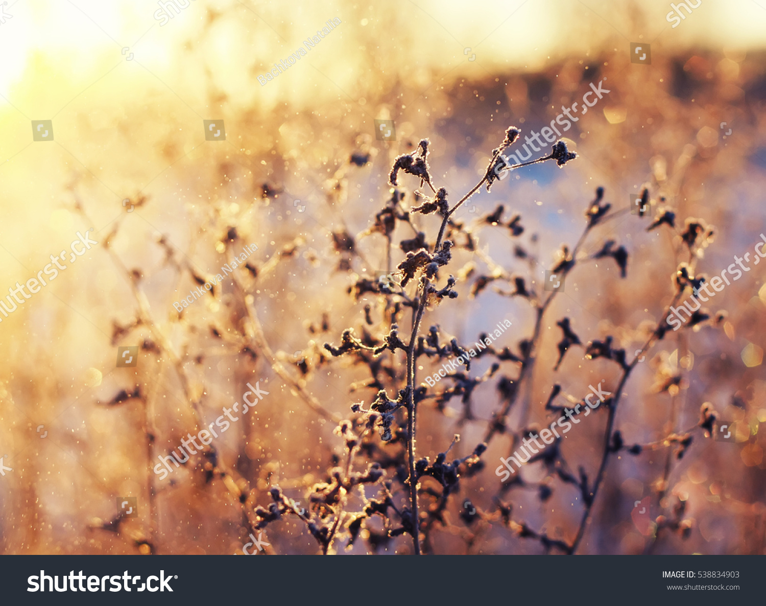 the Bush is covered with bright frost on the backdrop of the setting sun