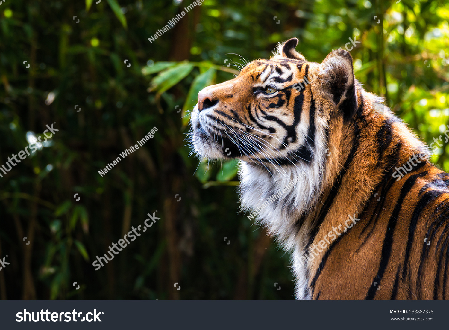 Tiger picking up a scent