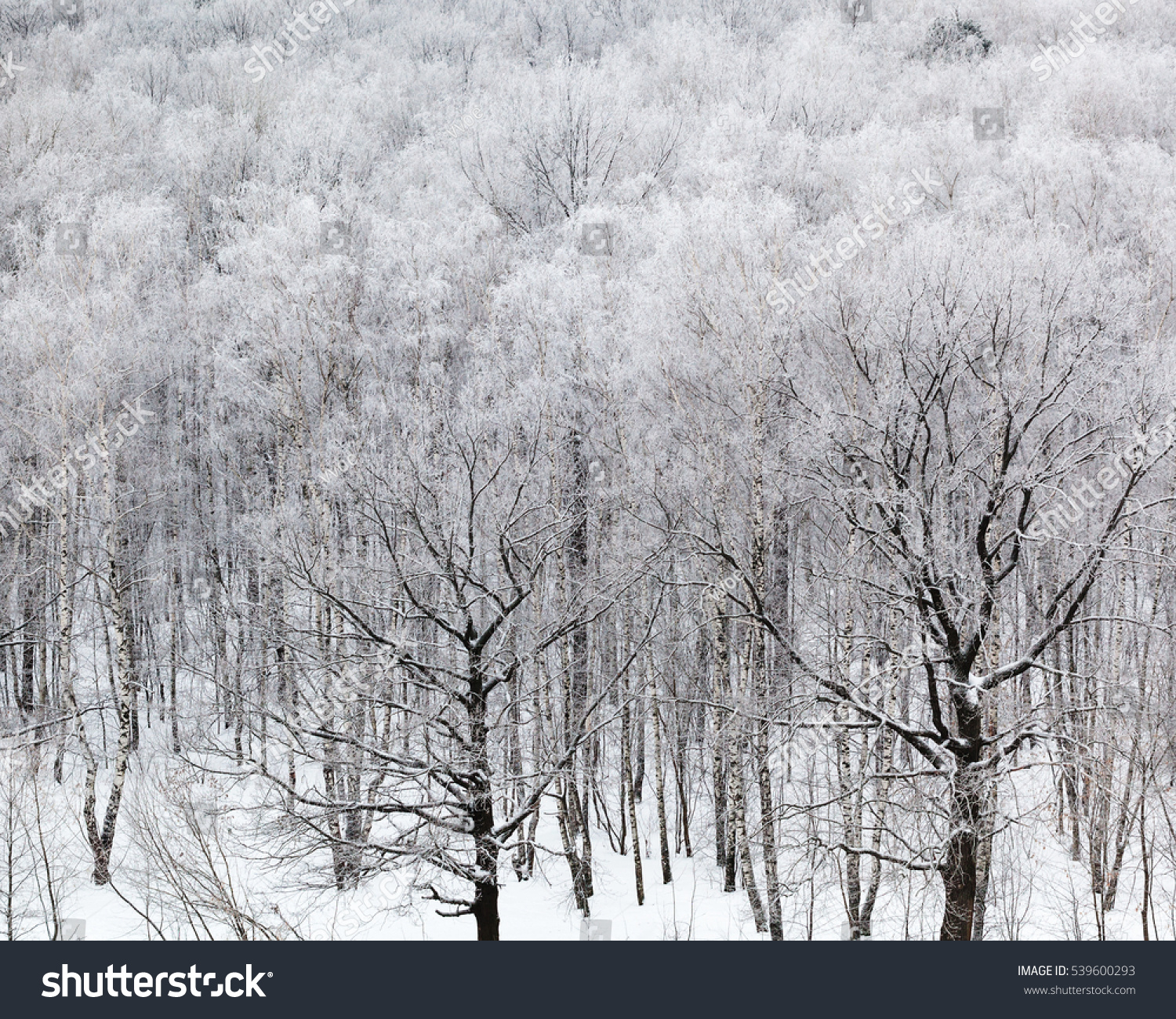 above view of woods in snow in cold winter day