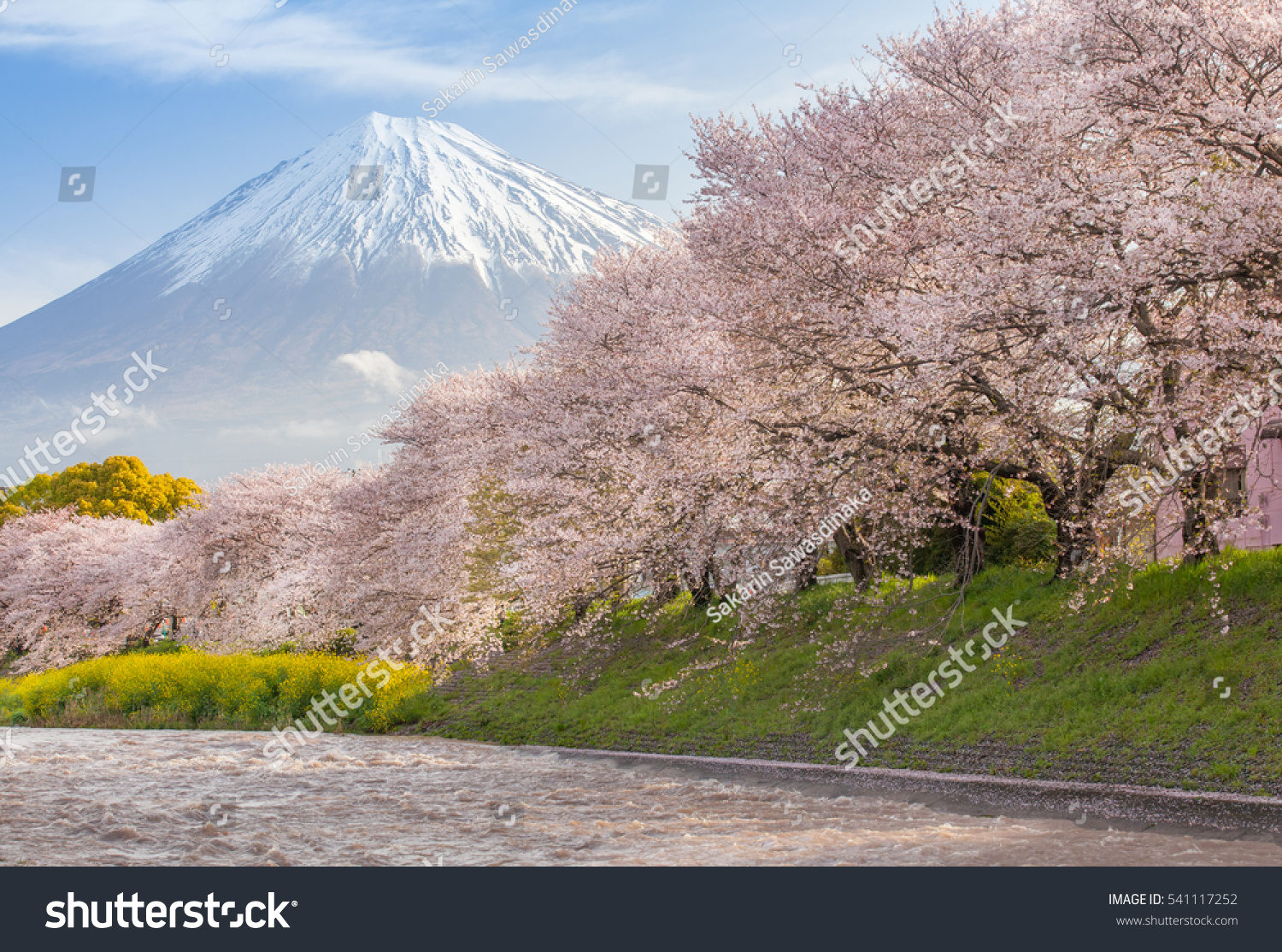 Beautiful Mountain Fuji and sakura cherry blossom in Japan spring season