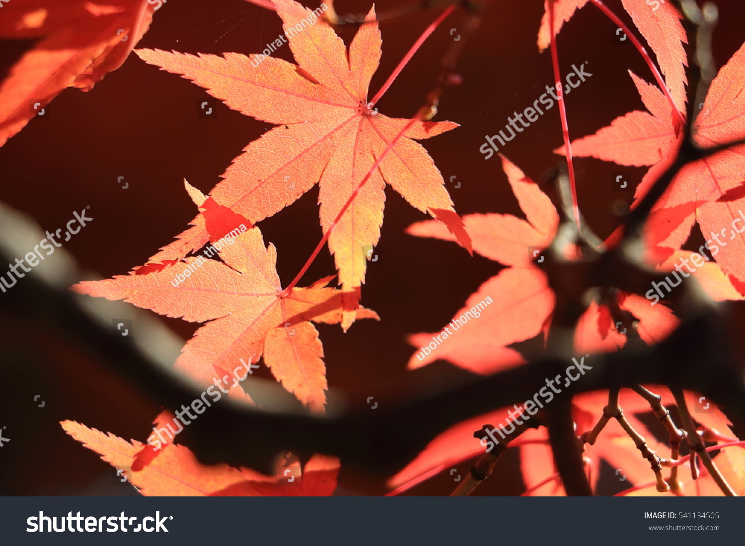 light up of maple tree in autumn at Tofukuji temple Kyoto Japan