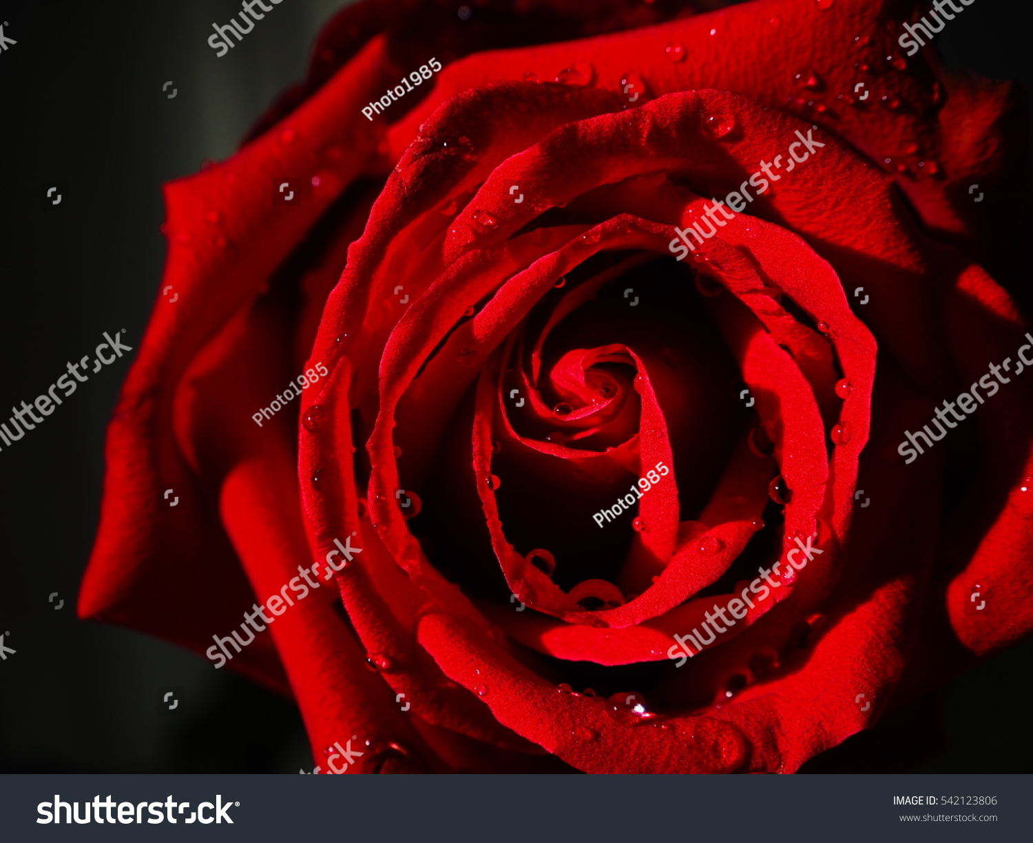 Red rose