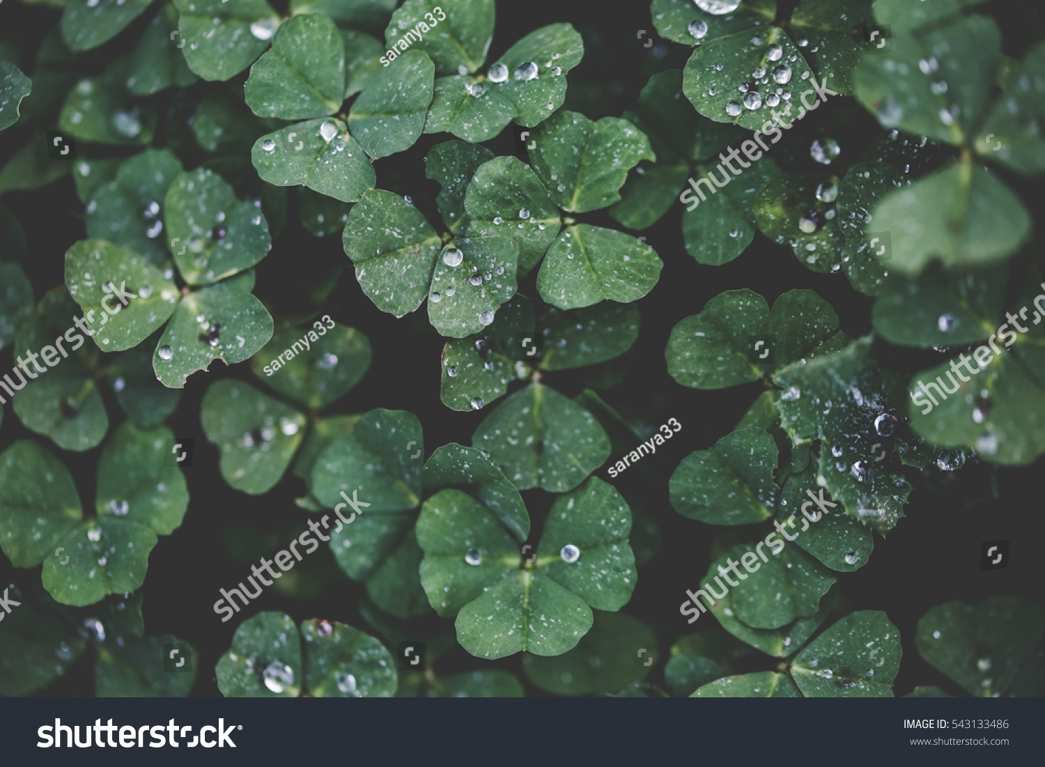 Closeup of Leaf clovers with Ice drops in the Cool Morning Day in Vintage style