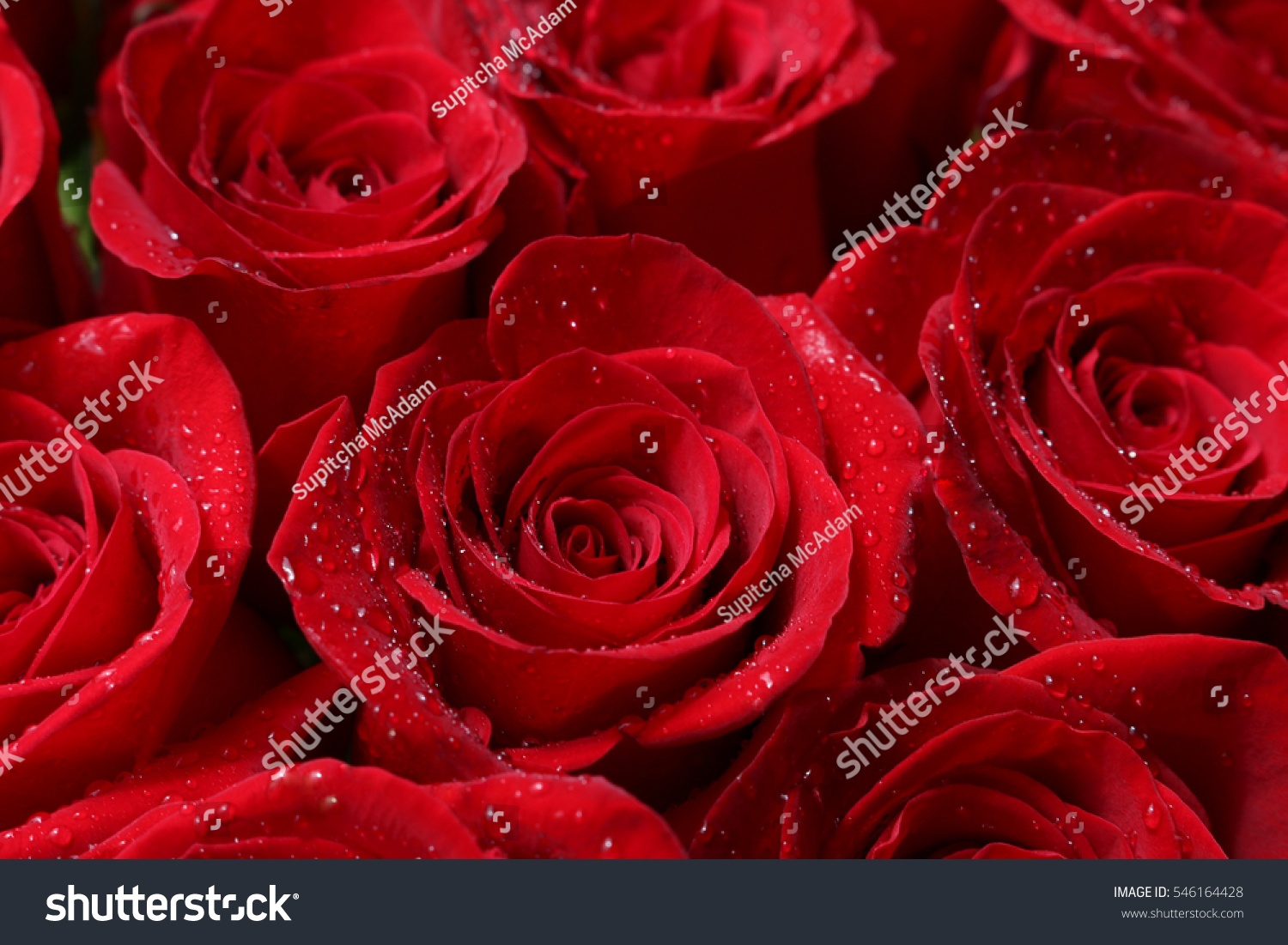 Close up of red roses and water drops.