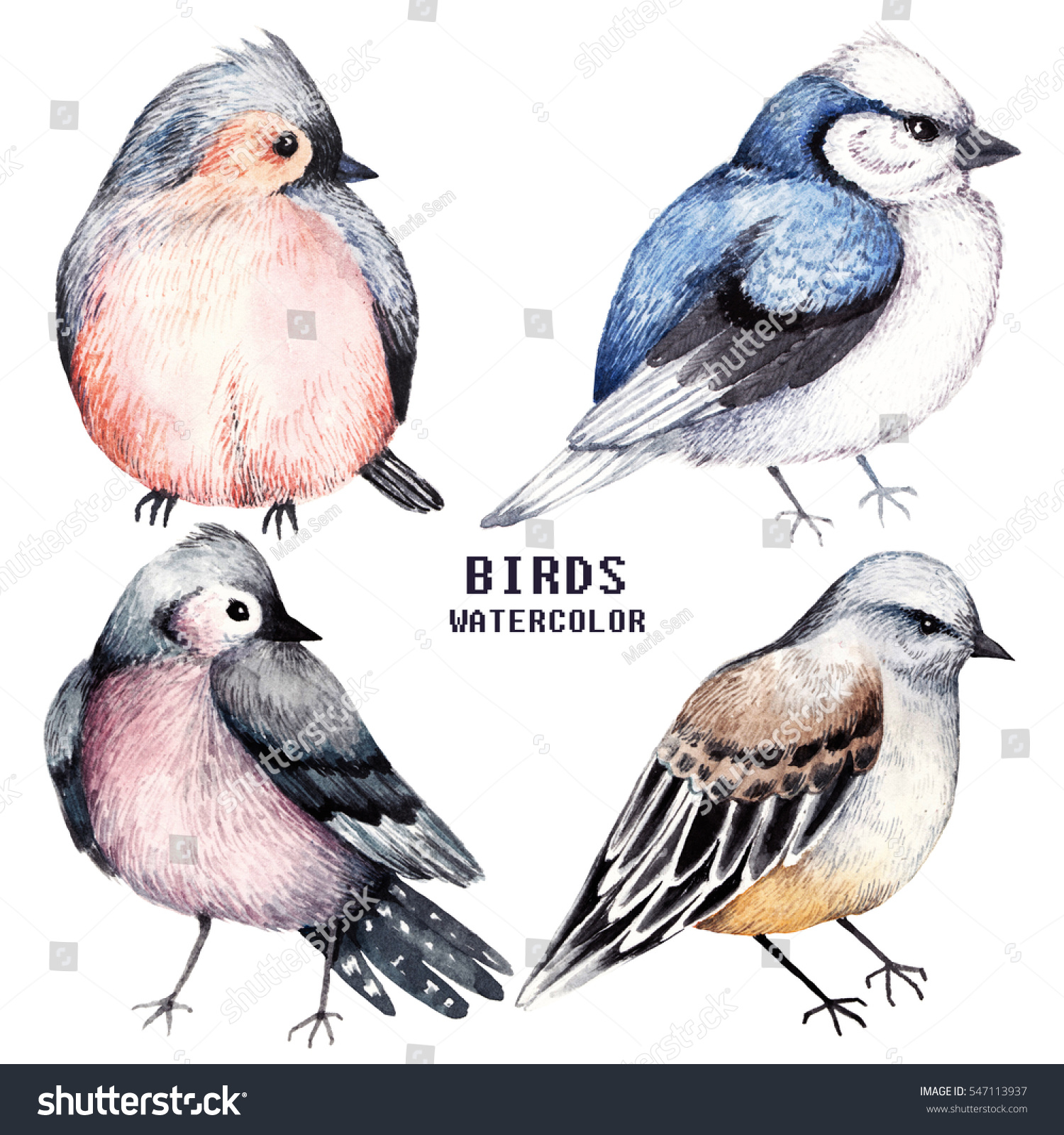 Set of colorful watercolors birds isolated on white background  natural illustration  watercolor birds collection