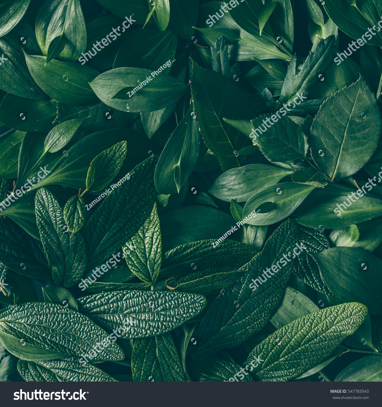 Creative layout made of green leaves. Flat lay. Nature background