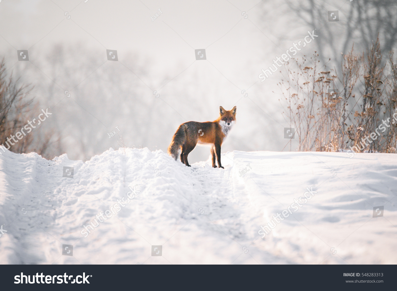 Fox Watching in wild