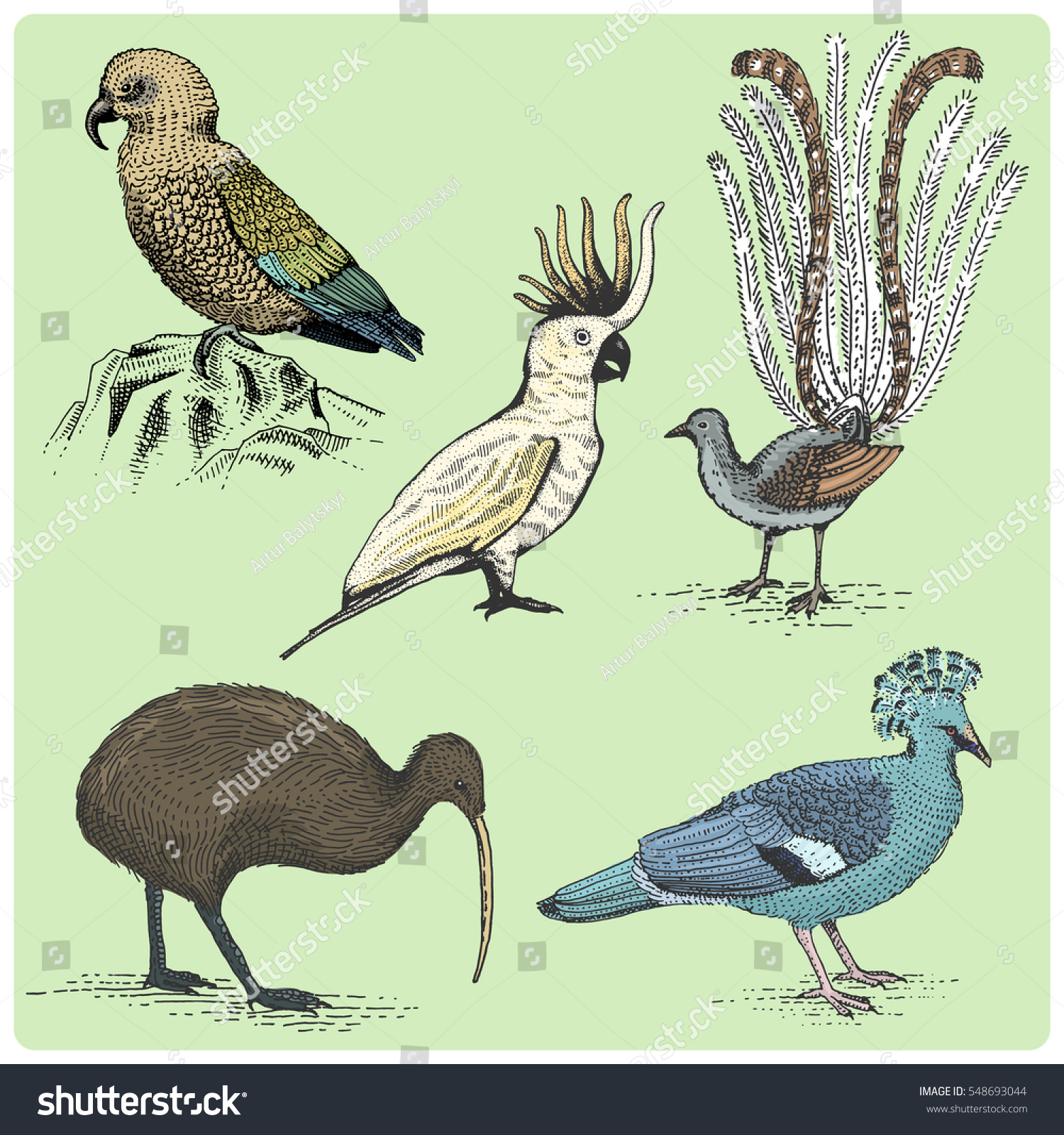 set of Australian and New Zealand symbols  birds engraved  hand drawn vector illustration in woodcut scratchboard style  vintage drawing kea parrot  cockatoo  lirebird  victoria billed pigeon  kiwi.
