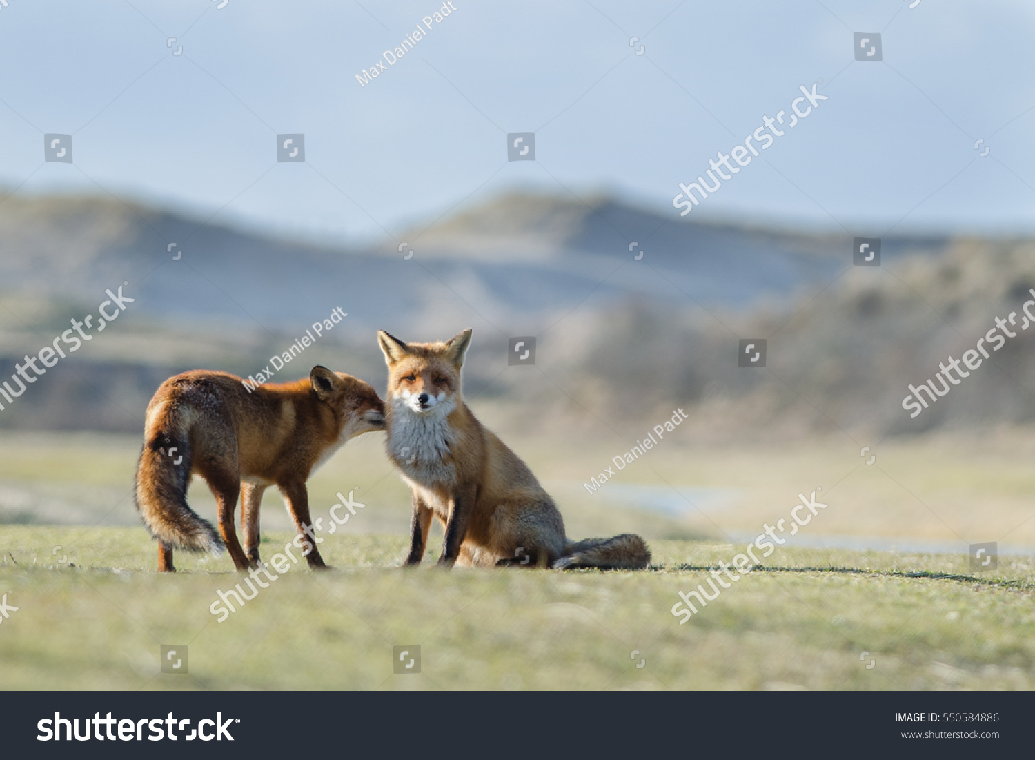 couple of foxes displaying courtship behavior.
