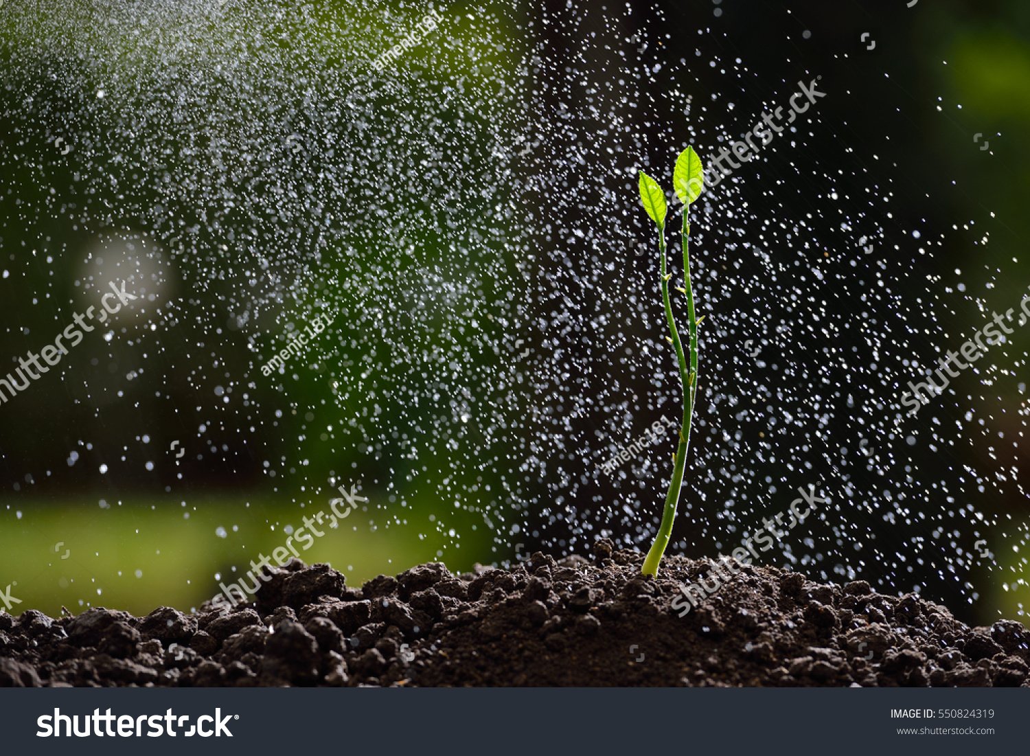 Green seedling growing on the ground in the rain

