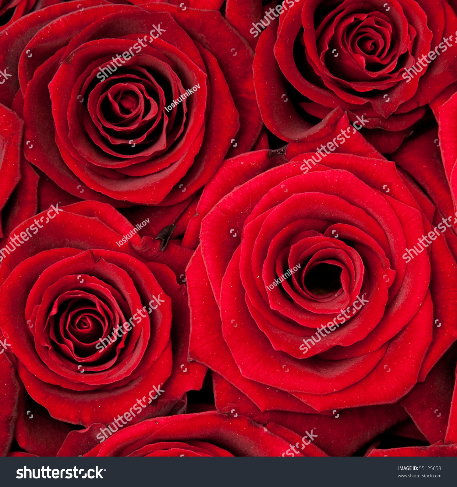 beautiful red roses  background texture