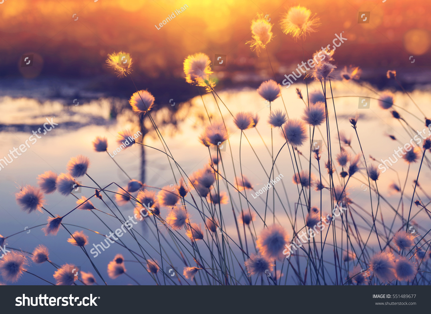 Spring scene. Plant cotton grass over water in beams of the sunset sun.