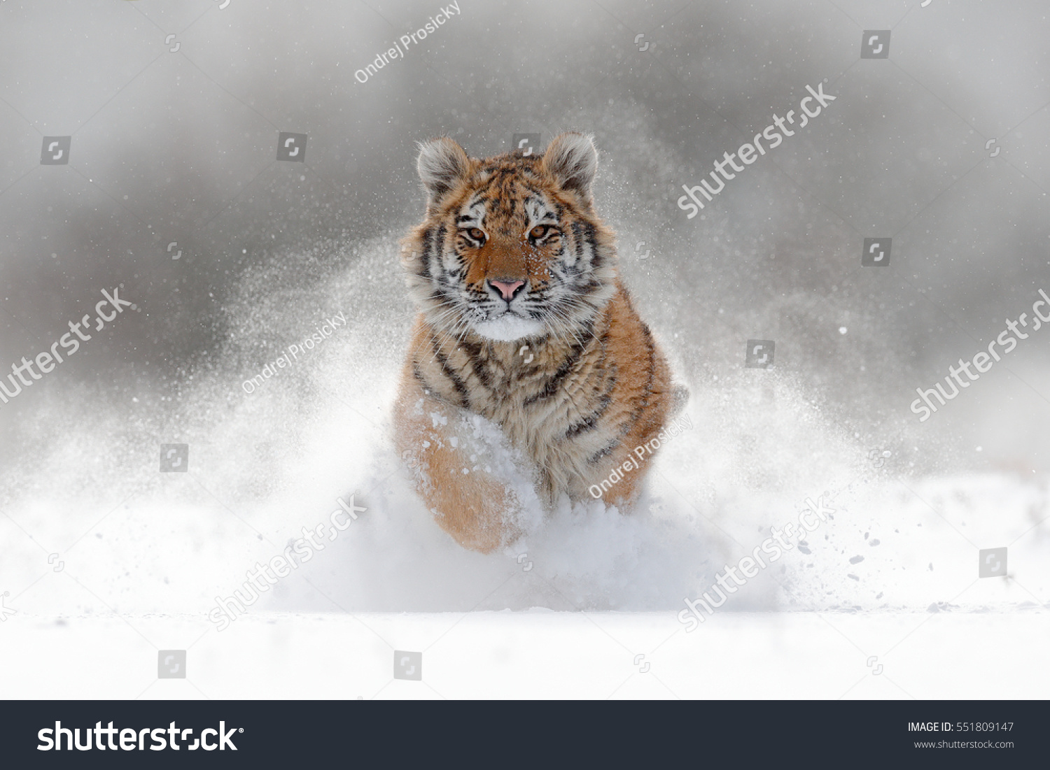 Tiger in wild winter nature.  Amur tiger running in the snow. Action wildlife scene with danger animal. Cold winter in tajga  Russia. Snowflake with beautiful Siberian tiger  Panthera tigris altaica
