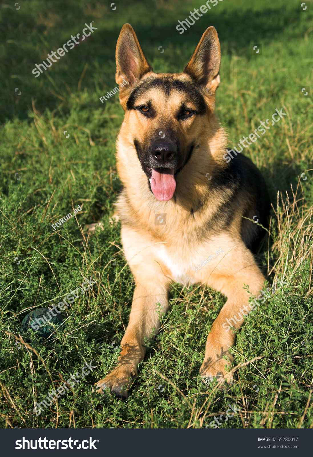 germanshepherd