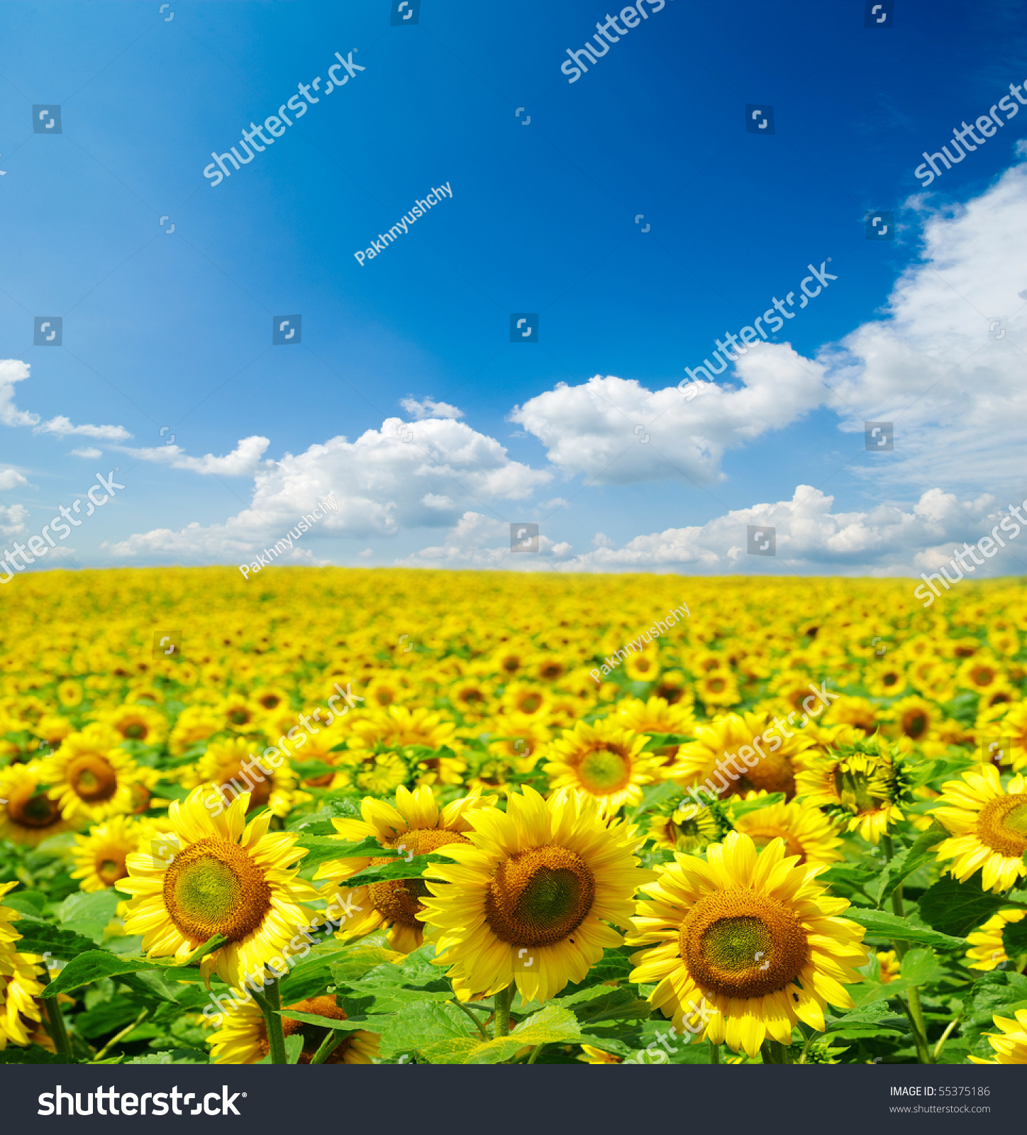 sunflower field over cloudy blue sky