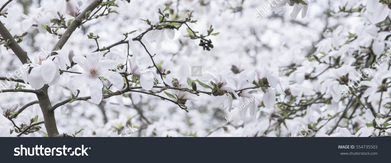 Spring floral banner with white magnolia flowers