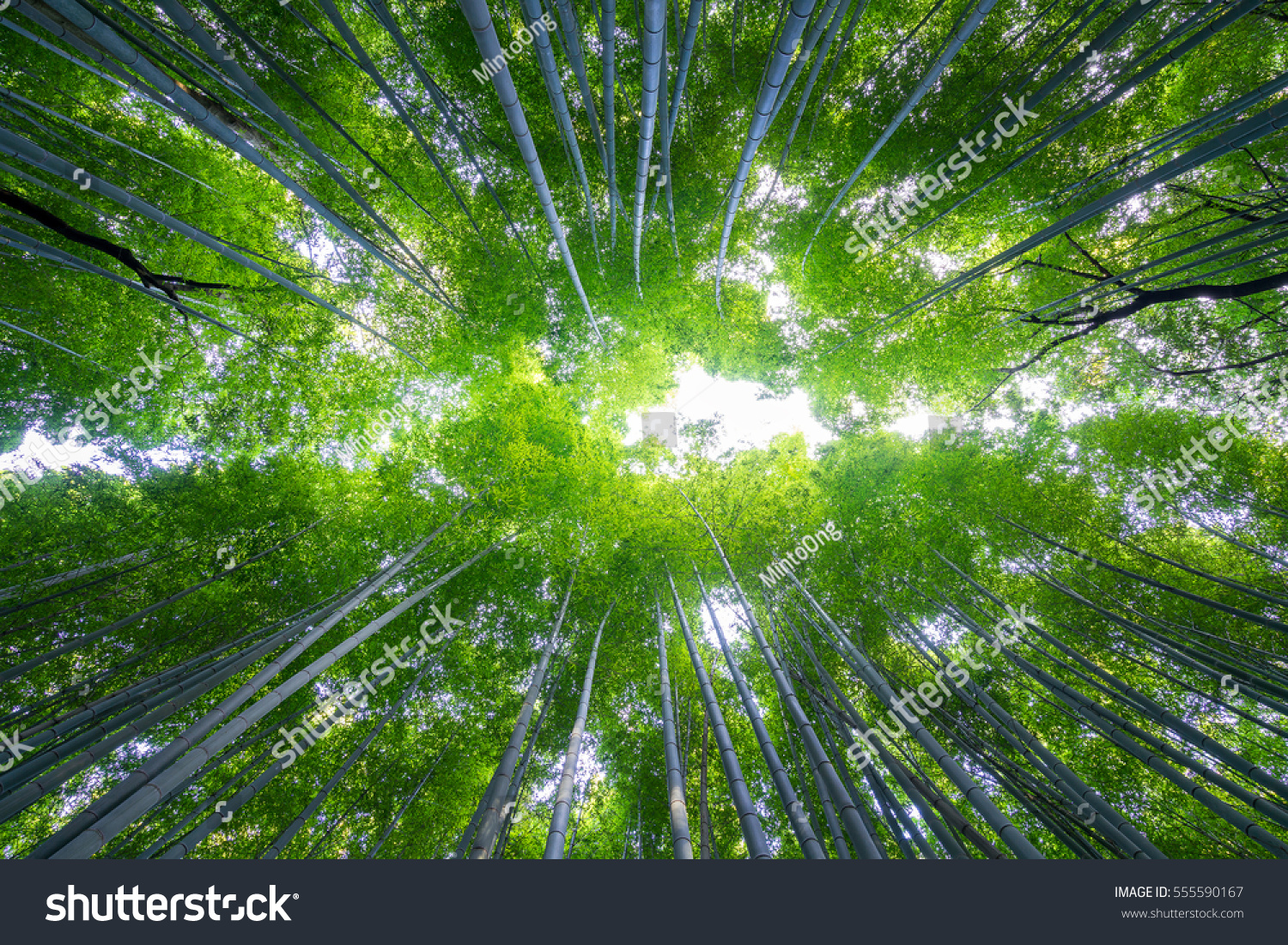 Bamboo forest   Arashiyama area  Kyoto  Japan