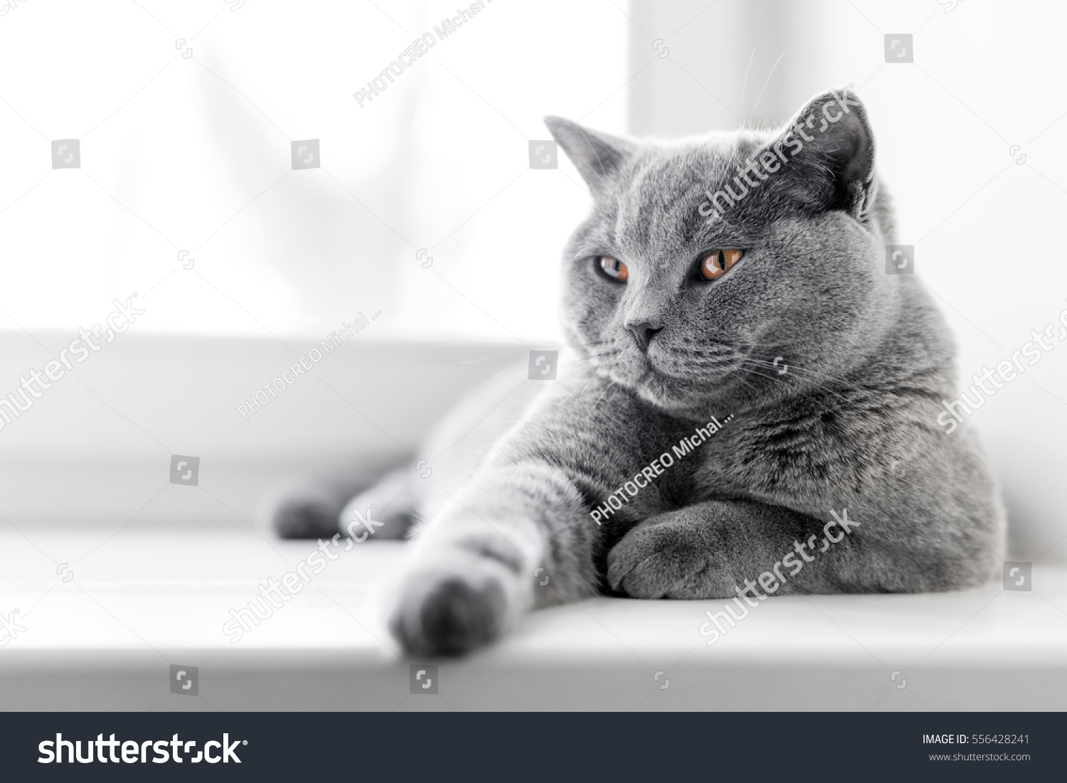 Noble proud cat lying on window sill. The British Shorthair with blue gray fur