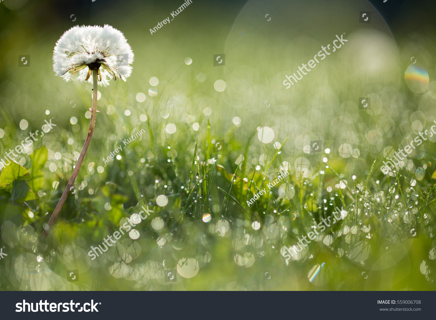 Dandelion in wet green grass with dew lawn backround