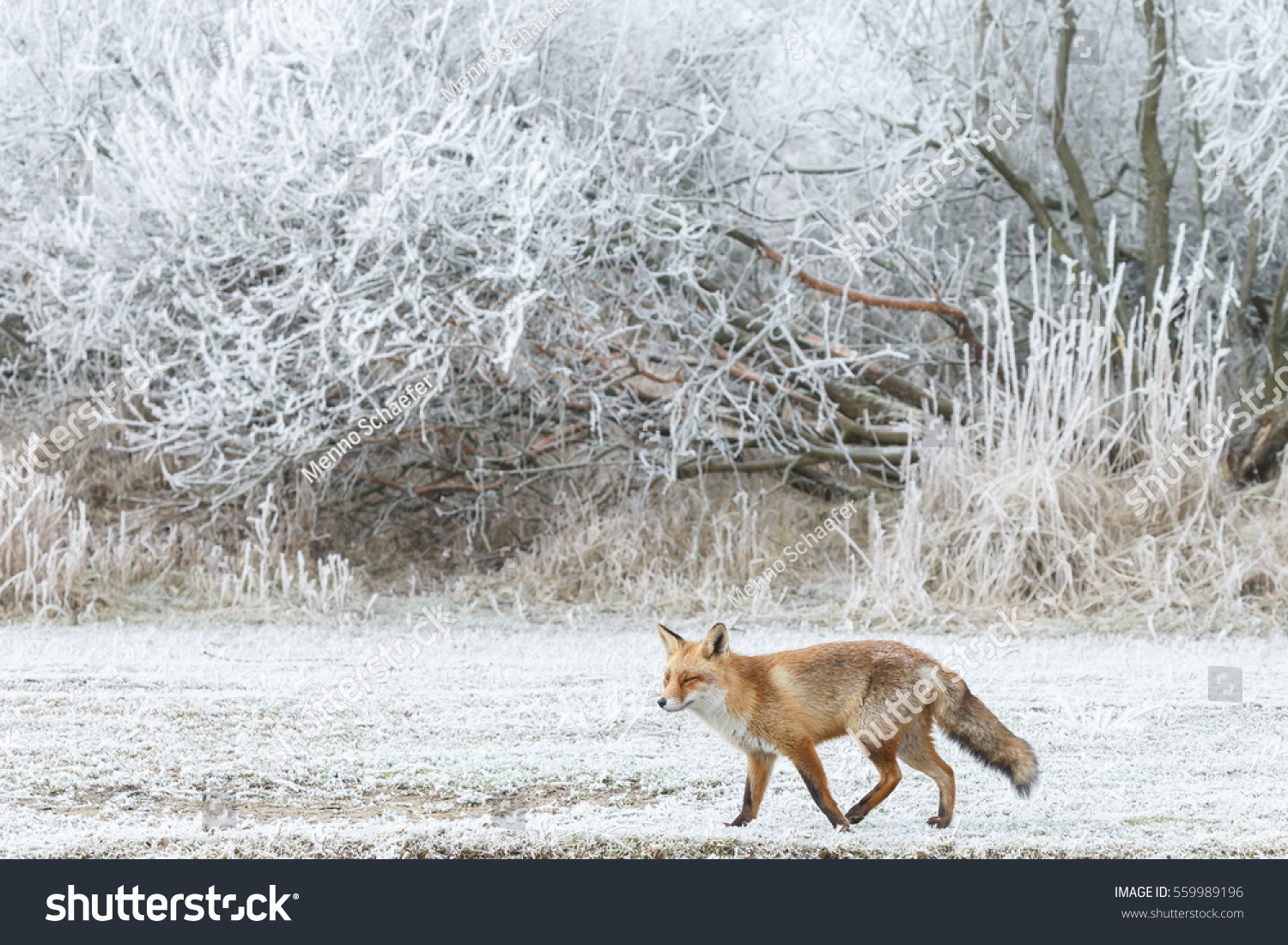 Red fox iin a winter landscape.