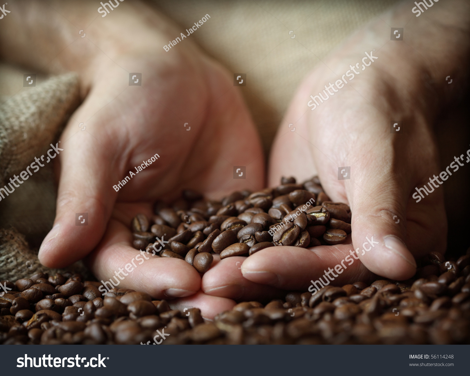 Fresh roasted coffee beans pouring out of cupped hands into a burlap sack